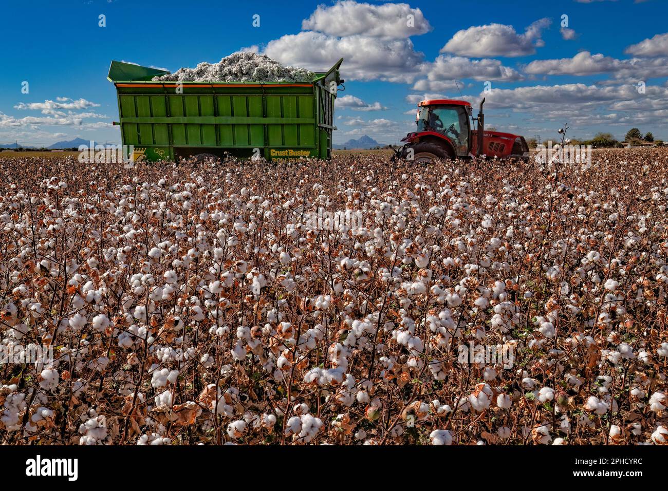 Listos para la cosecha de algodón Pima - Agricultura - Marana, Arizona Foto de stock
