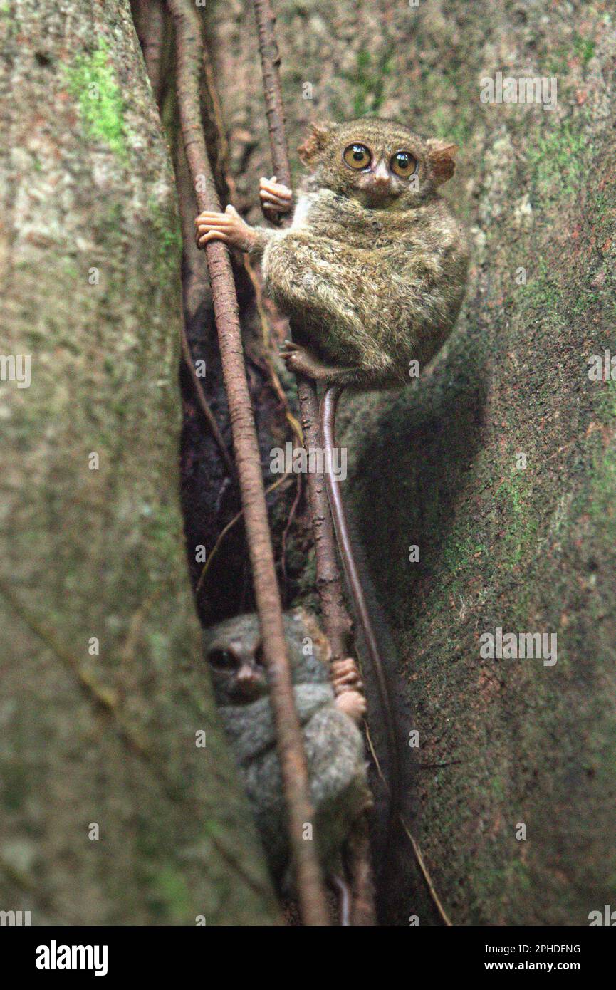 Un tarsier espectral de Gursky (Tarsius spectrumgurskyae) es fotografiado en su árbol de anidación en la Reserva Natural Tangkoko, Sulawesi del Norte, Indonesia. 'Sulawesi es el hogar de 17 primates endémicos que son particularmente interesantes para los primatólogos debido a su importancia para la biota altamente distintiva de Sulawesi', escribió Jatna Supriatna, primatóloga y conservacionista indonesia, en su artículo de 2020 publicado por primera vez en la conversación (a través de Phys.org). Conocida como el punto caliente de Wallace entre los conservacionistas debido a su alto endemismo en fauna y biodiversidad vegetal, la isla de Sulawesi también es... Foto de stock