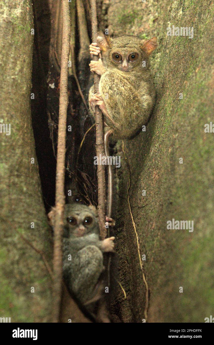 Un tarsier espectral de Gursky (Tarsius spectrumgurskyae) es fotografiado en su árbol de anidación en la Reserva Natural Tangkoko, Sulawesi del Norte, Indonesia. 'Sulawesi es el hogar de 17 primates endémicos que son particularmente interesantes para los primatólogos debido a su importancia para la biota altamente distintiva de Sulawesi', escribió Jatna Supriatna, primatóloga y conservacionista indonesia, en su artículo de 2020 publicado por primera vez en la conversación (a través de Phys.org). Conocida como el punto caliente de Wallace entre los conservacionistas debido a su alto endemismo en fauna y biodiversidad vegetal, la isla de Sulawesi también es... Foto de stock