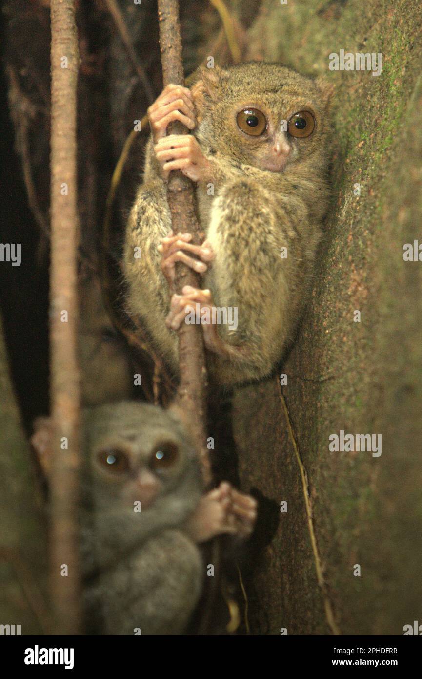 Un tarsier espectral de Gursky (Tarsius spectrumgurskyae) es fotografiado en su árbol de anidación en la Reserva Natural Tangkoko, Sulawesi del Norte, Indonesia. 'Sulawesi es el hogar de 17 primates endémicos que son particularmente interesantes para los primatólogos debido a su importancia para la biota altamente distintiva de Sulawesi', escribió Jatna Supriatna, primatóloga y conservacionista indonesia, en su artículo de 2020 publicado por primera vez en la conversación (a través de Phys.org). Conocida como el punto caliente de Wallace entre los conservacionistas debido a su alto endemismo en fauna y biodiversidad vegetal, la isla de Sulawesi también es... Foto de stock