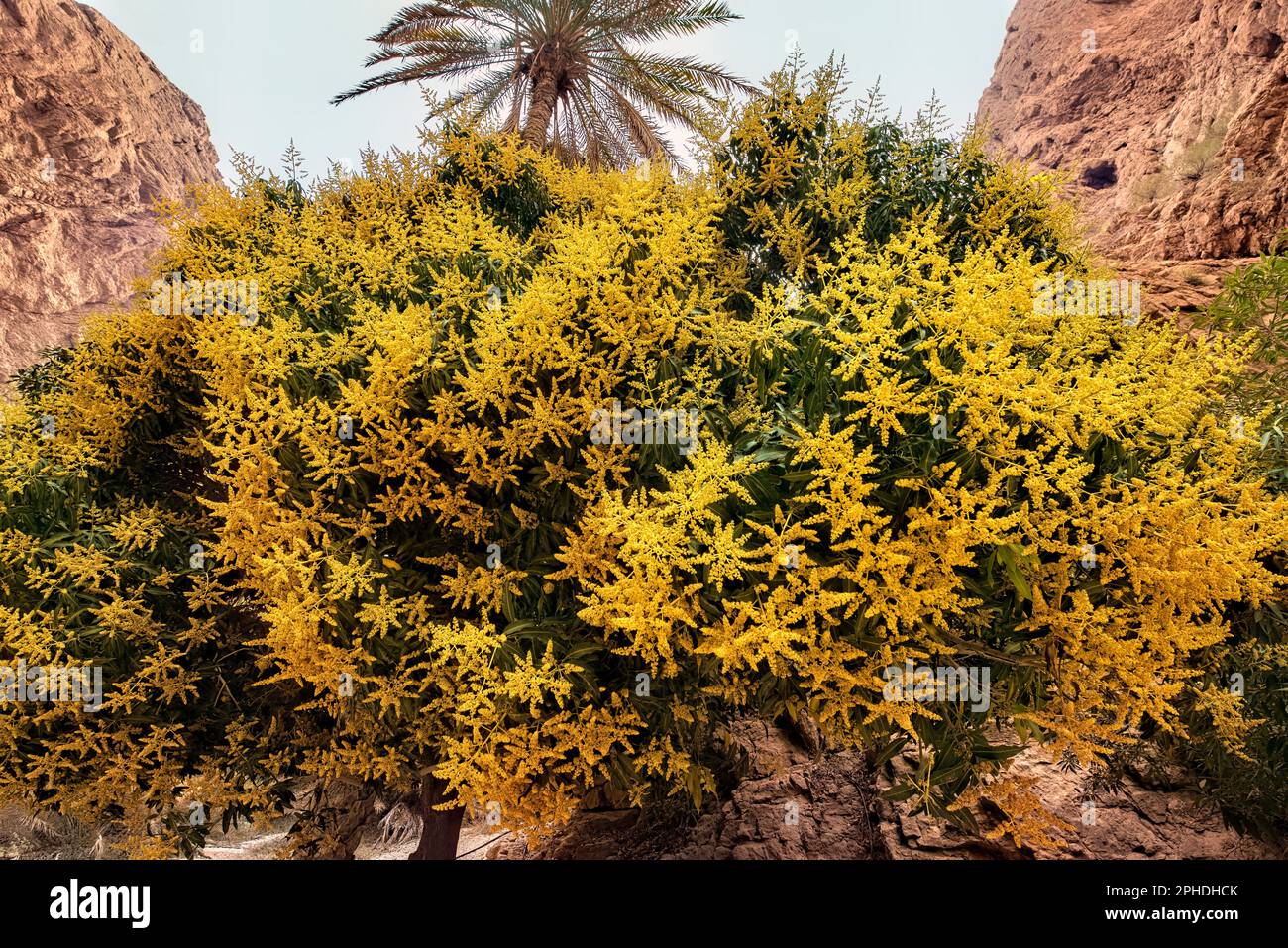 Árbol de mango en flor completa, Wadi Ash Shab, Omán Foto de stock