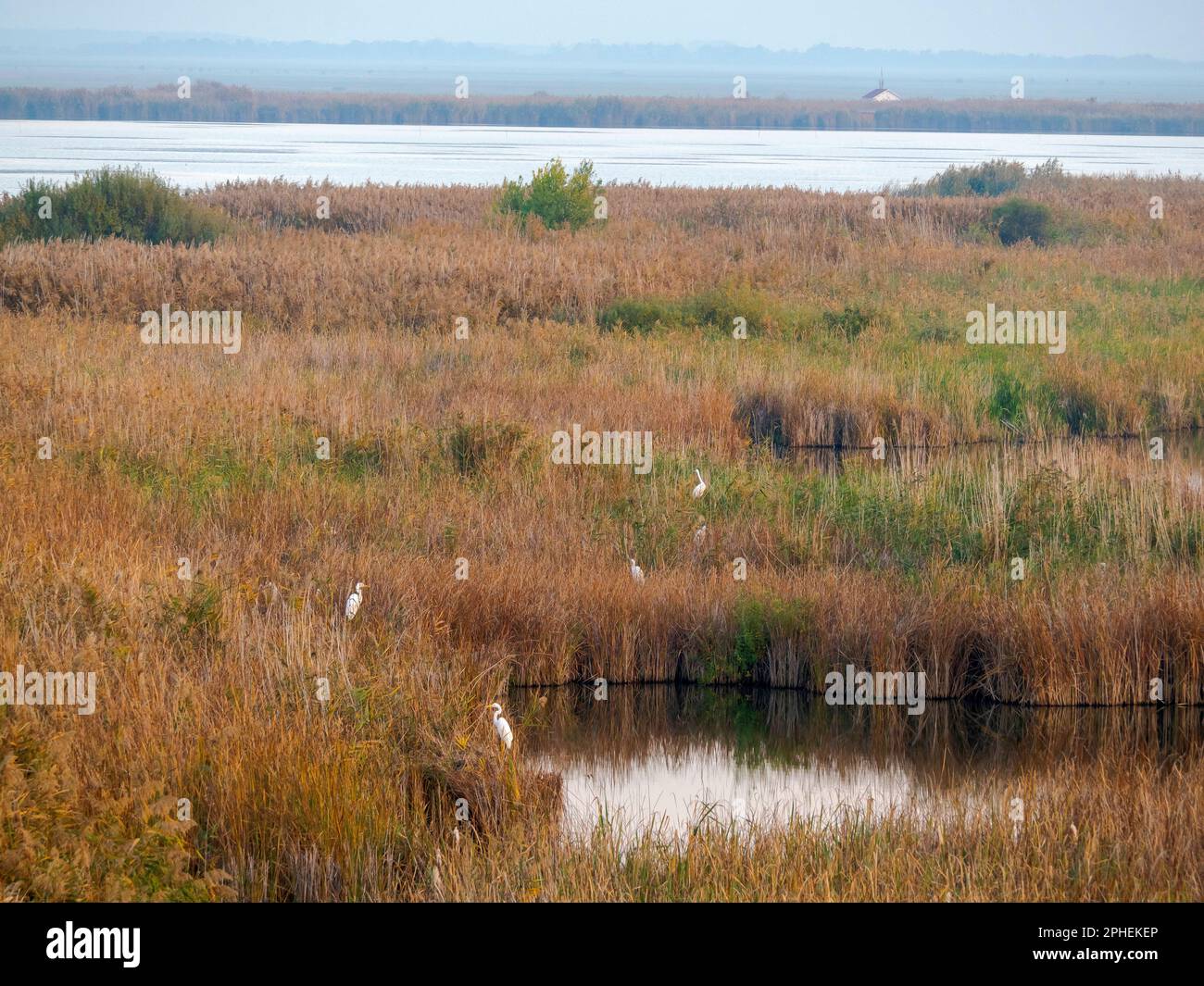 Paisaje con garceta de ganado ((Bubulcus ibis) en los estanques de peces de Hortobagy (Hortobagy halasto) en el Parque Nacional de Hortobagy, catalogado como el mundo de la UNESCO Foto de stock