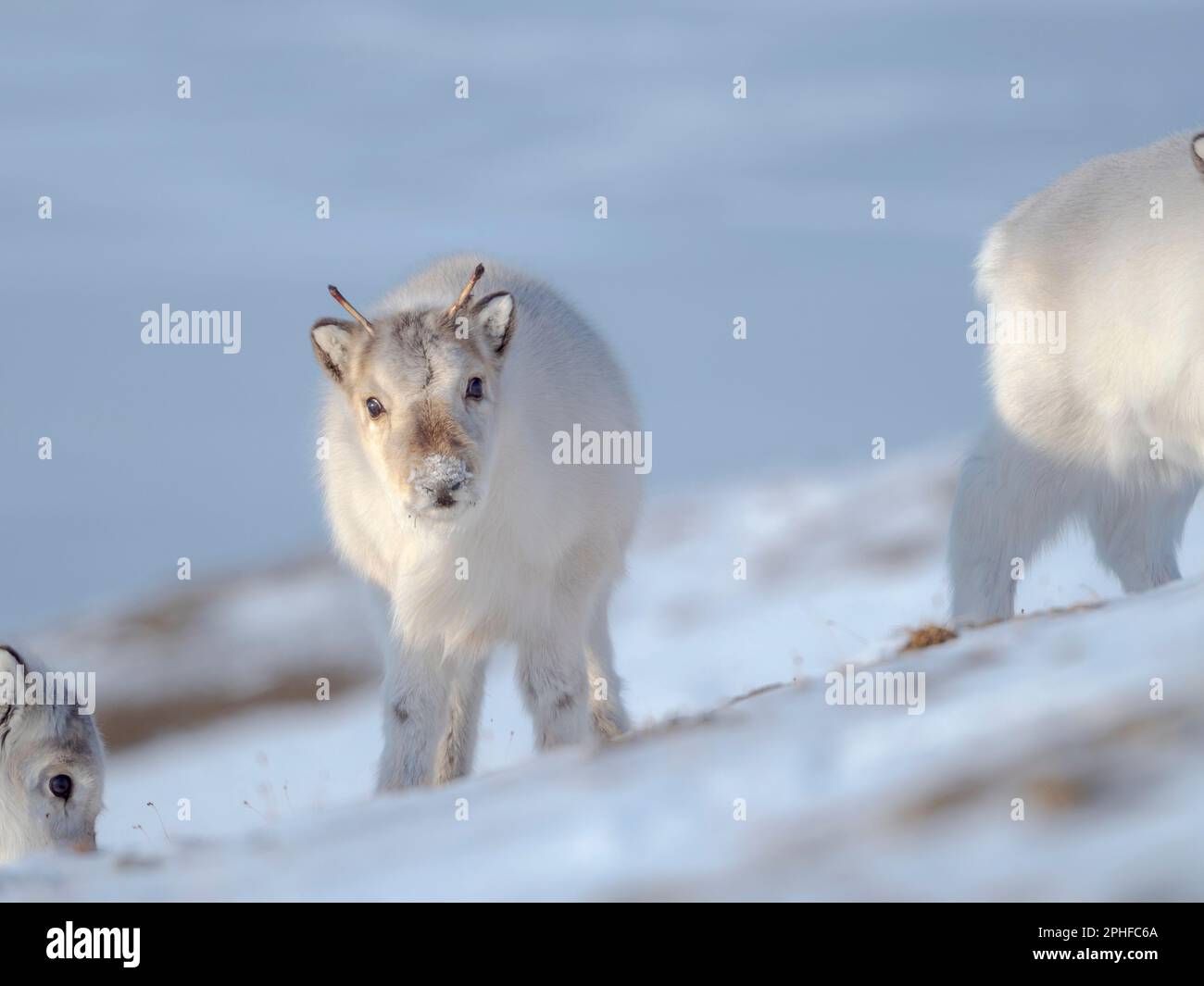 Renos Svalbard hembra (Rangifer tarandus platyrhynchus) en Groenfjorden