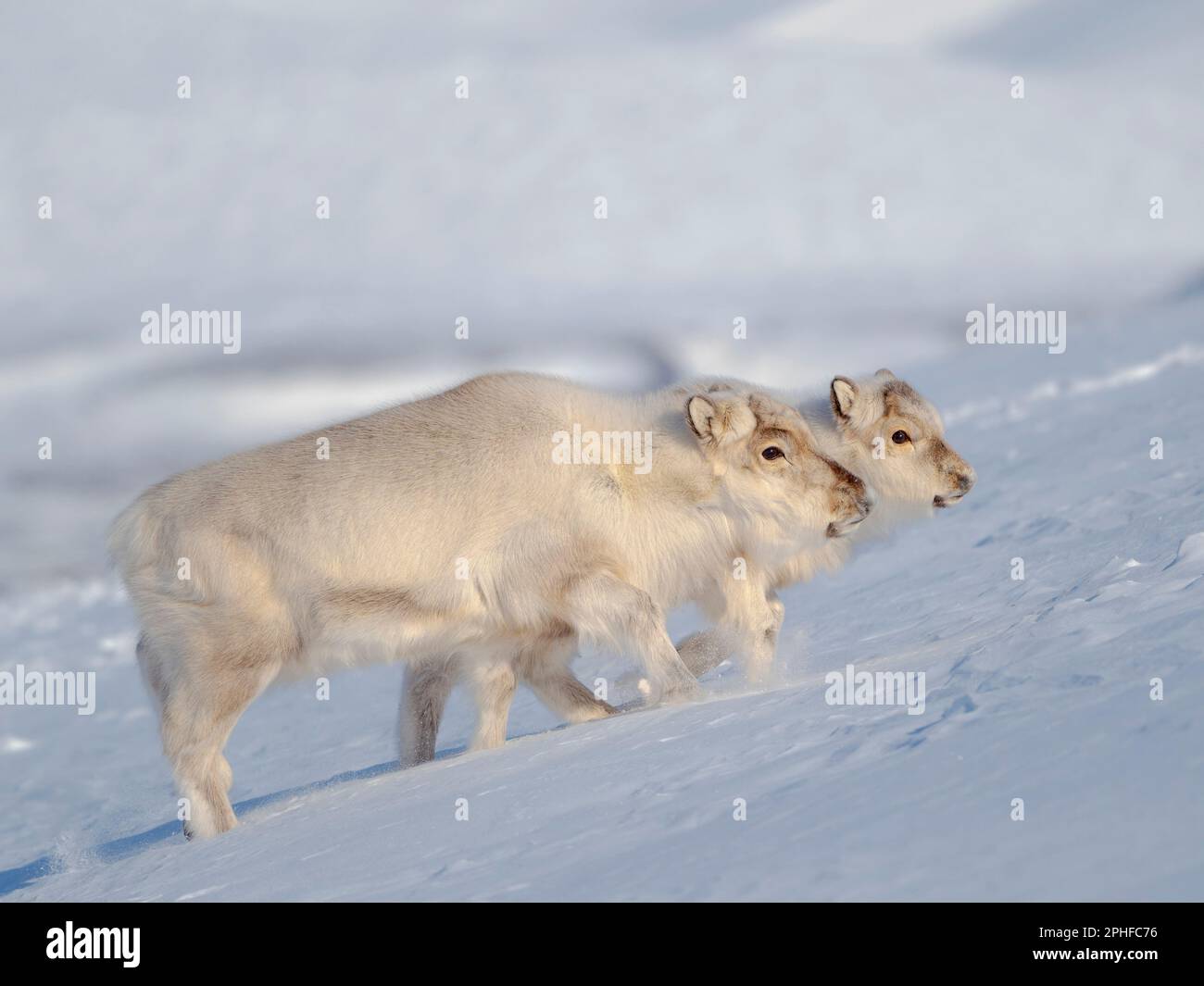 Renos Svalbard hembra (Rangifer tarandus platyrhynchus) en Groenfjorden