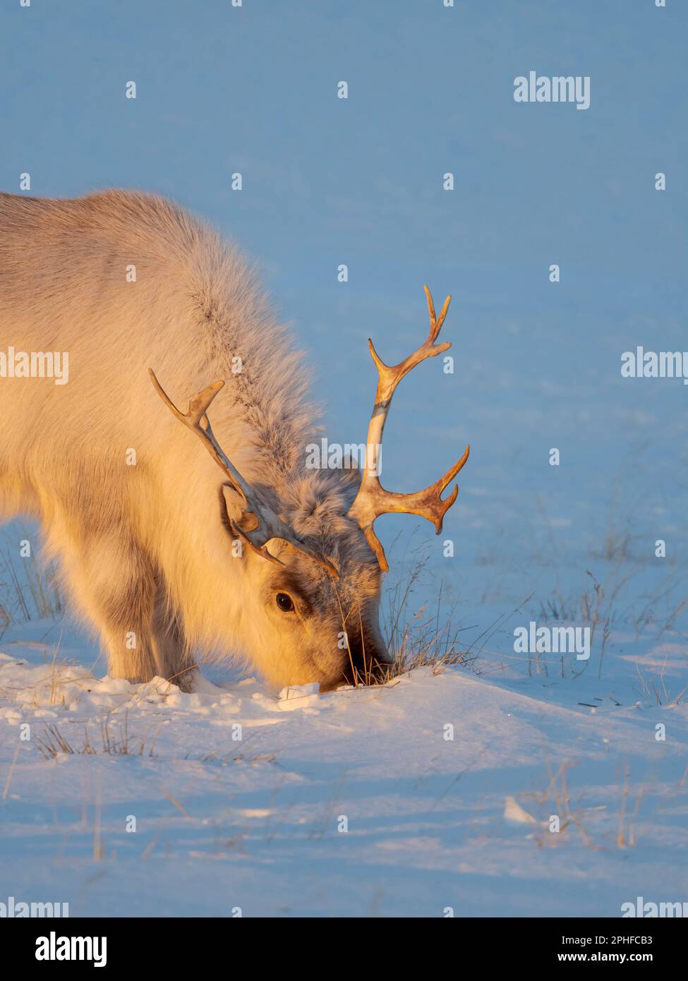 Hembra de reno de Svalbard (Rangifer tarandus platyrhynchus) cerca de