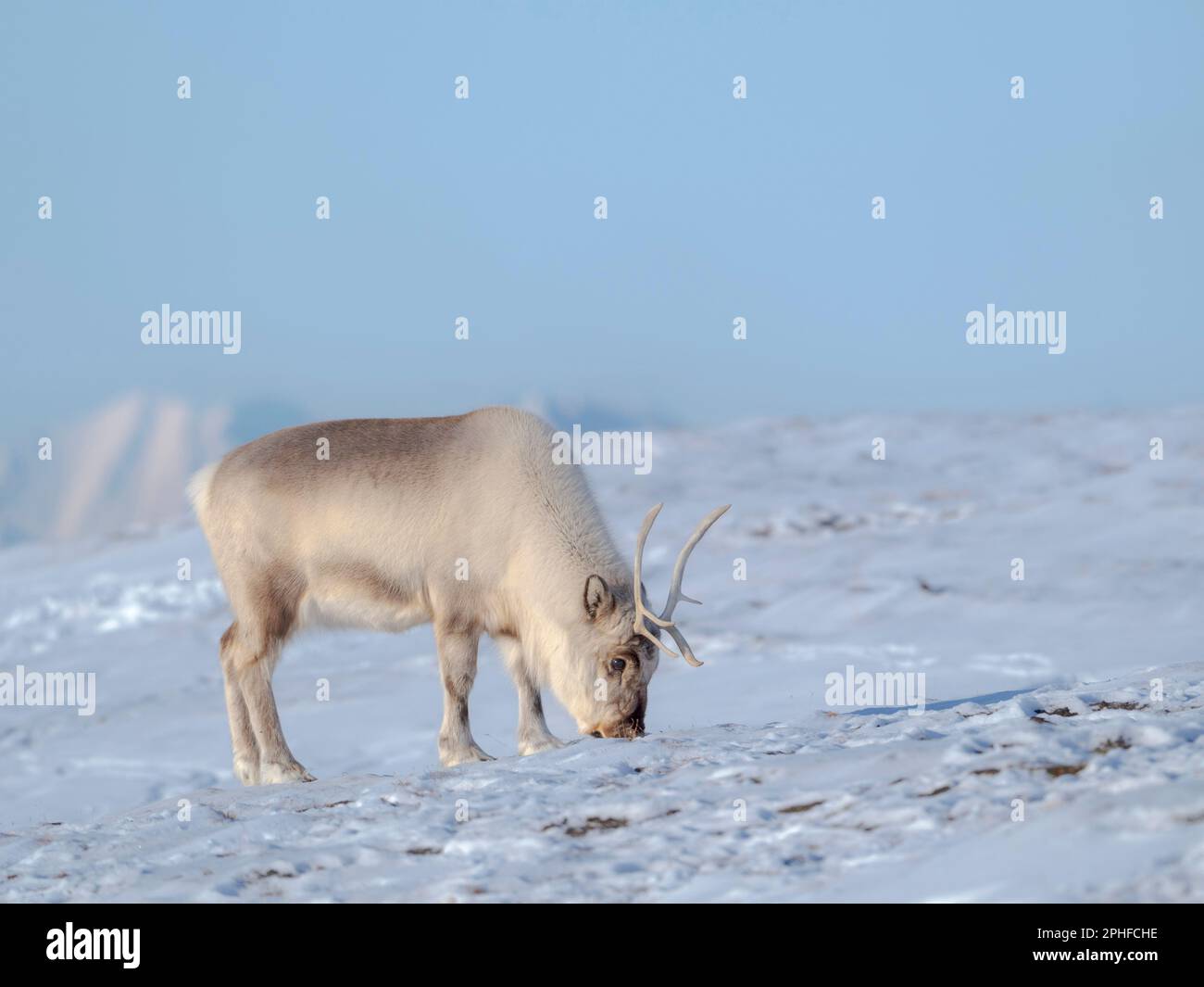 Renos Svalbard hembra (Rangifer tarandus platyrhynchus) en Groenfjorden