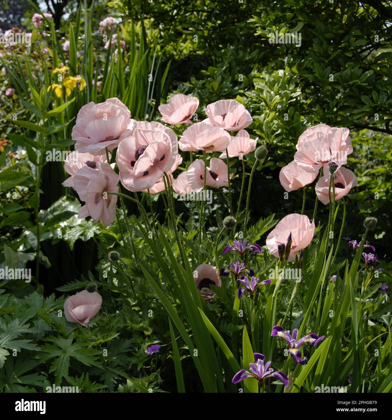 Un jardín campestre inglés Foto de stock