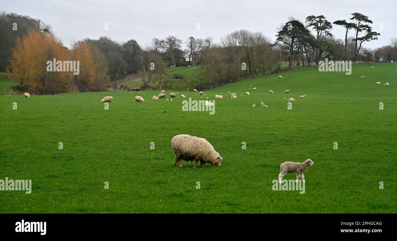 Ovejas con corderos pequeños en campos verdes con árboles de invierno, Vale of Glamorgan, Gales, Reino Unido Foto de stock