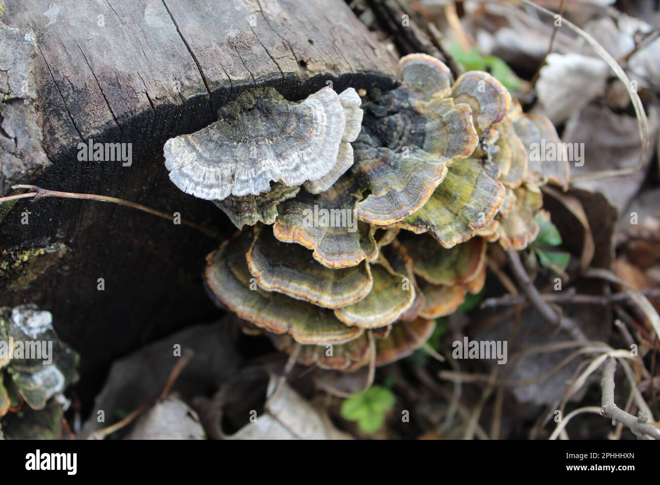 Setas de cola de pavo que crecen al final de un tronco en Linne Woods en Morton Grove, Illinois Foto de stock