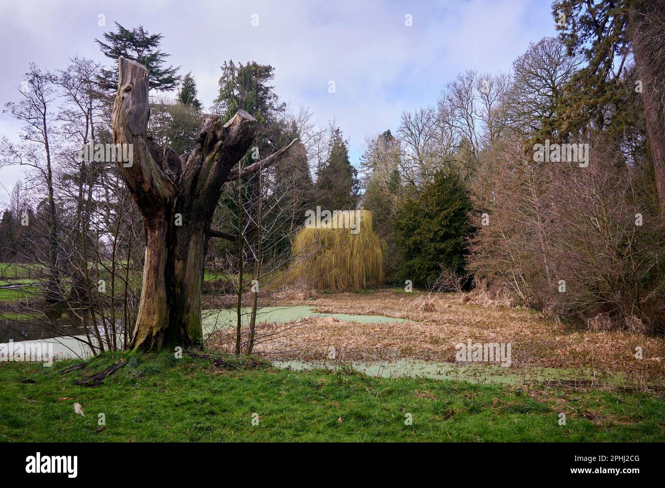 Hojas muertas en arboles arboles fotografías e imágenes de alta