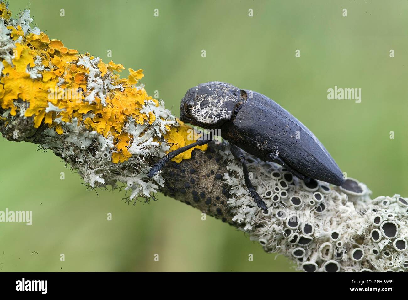 Coleottero buPrestide (Capnodis tenebrionis) Bunnari, Sassari, Sardegna. Italia. Barrenador de madera de hoja (Capnodis tenebrionis) Foto de stock