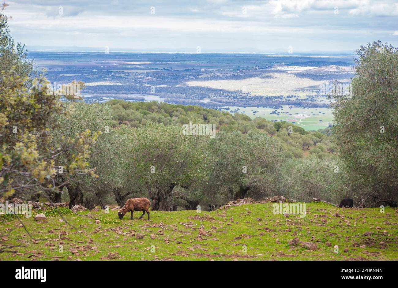 Ovejas negras pastando en la ladera de las montañas Alor. Olivenza, Badajoz, Extremadura, España Foto de stock