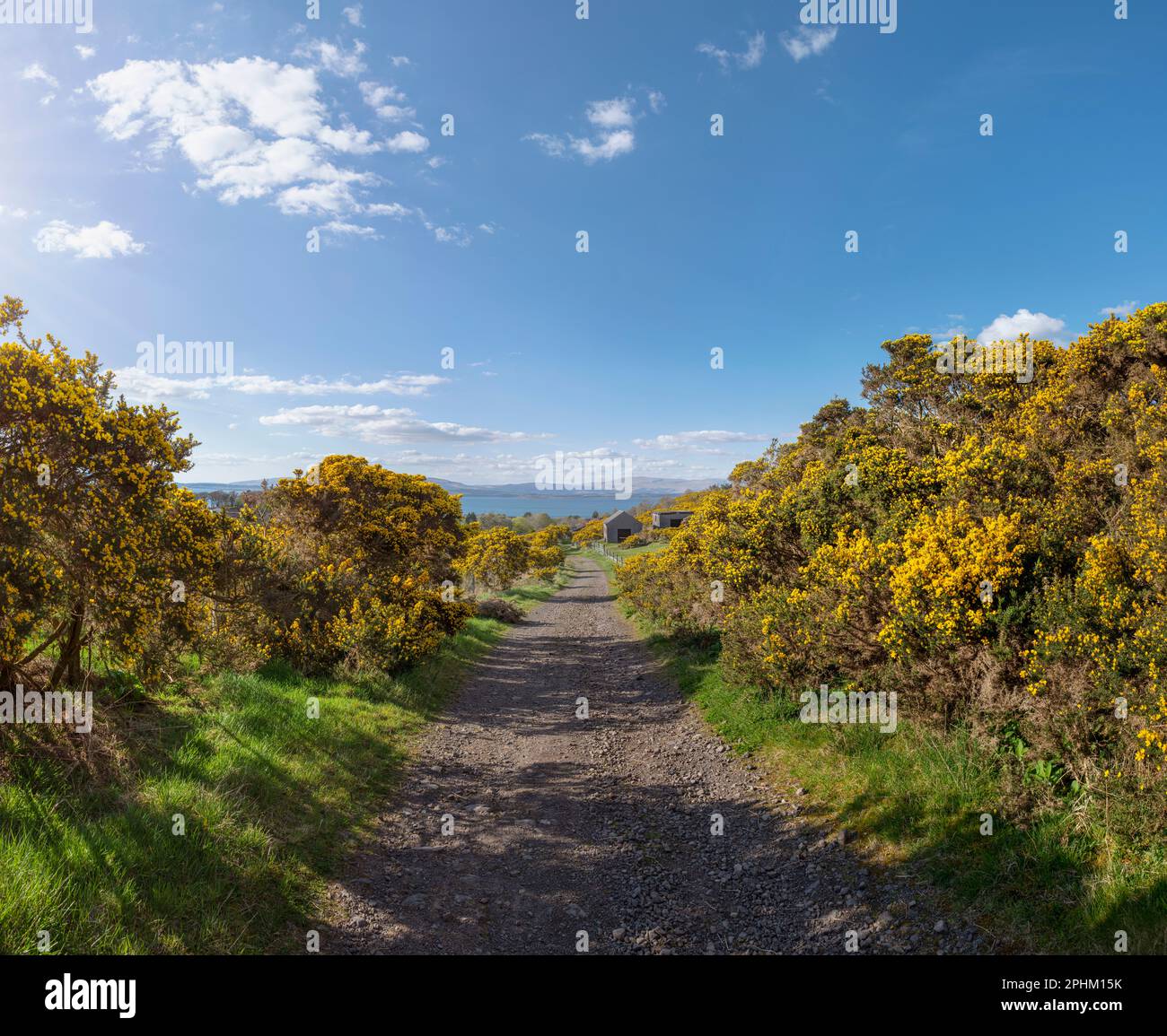 Un camino rural bordeado de arbustos de gorse de color amarillo brillante, en un paseo por el paisaje cerca de Oban en Escocia. En un día soleado con brillantes esquís azules Foto de stock