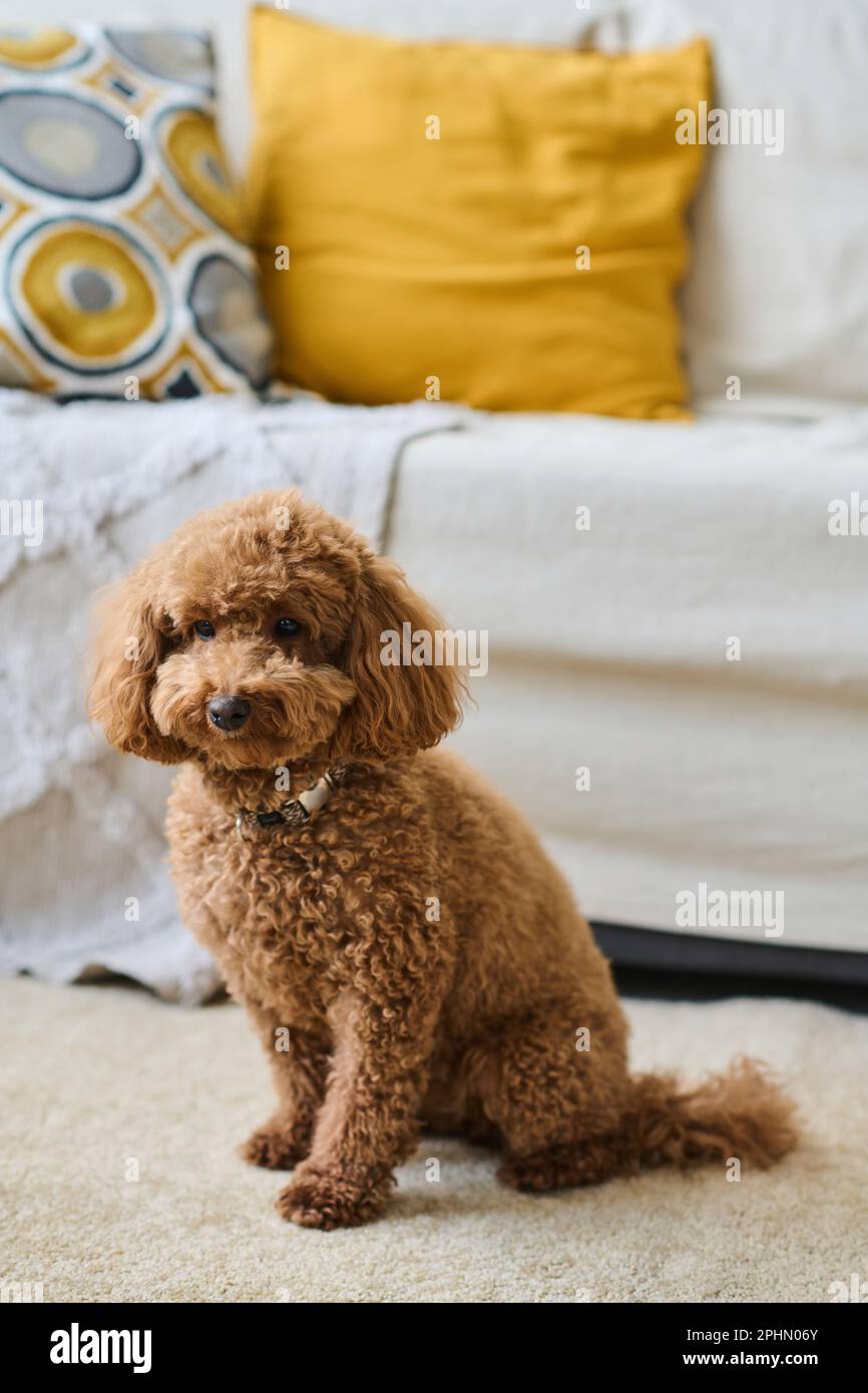 Imagen vertical de perro de pura raza lindo sentado en la sala de estar  Fotografía de stock - Alamy