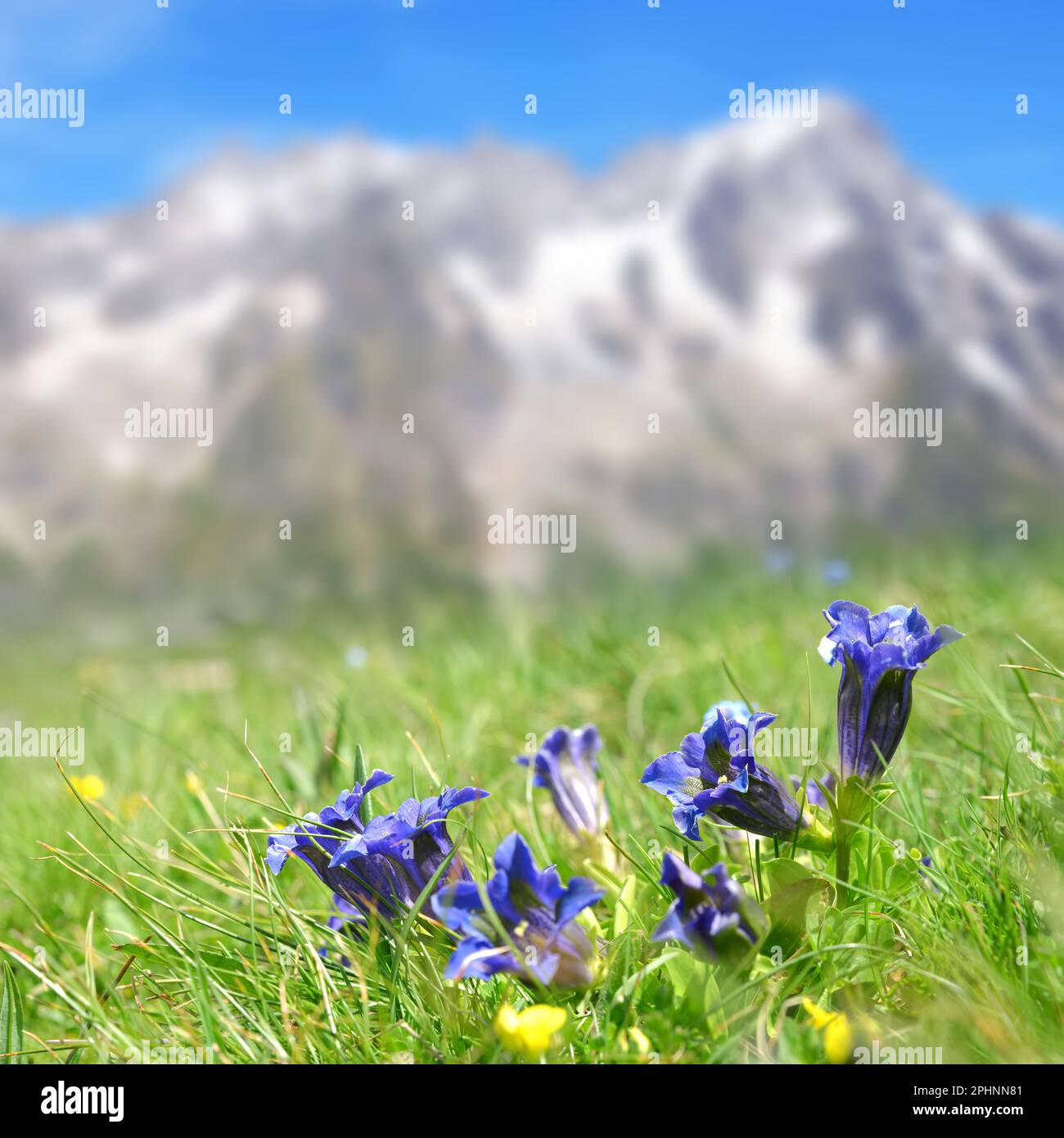 Flores azules Stemless genciana (Gentiana acaulis) que crecen en el prado de la montaña. Paisaje de verano con el monte Grandes Jorasses al fondo. Aosta Foto de stock