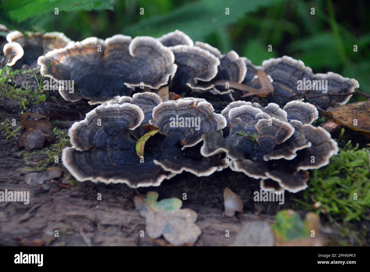 Hongo de cola de pavo (Coriolus versicolor) creciendo en un árbol muerto en madera de Boilton en Brockholes Nature Reserve, Preston, Lancashire, Inglaterra, Reino Unido. Foto de stock