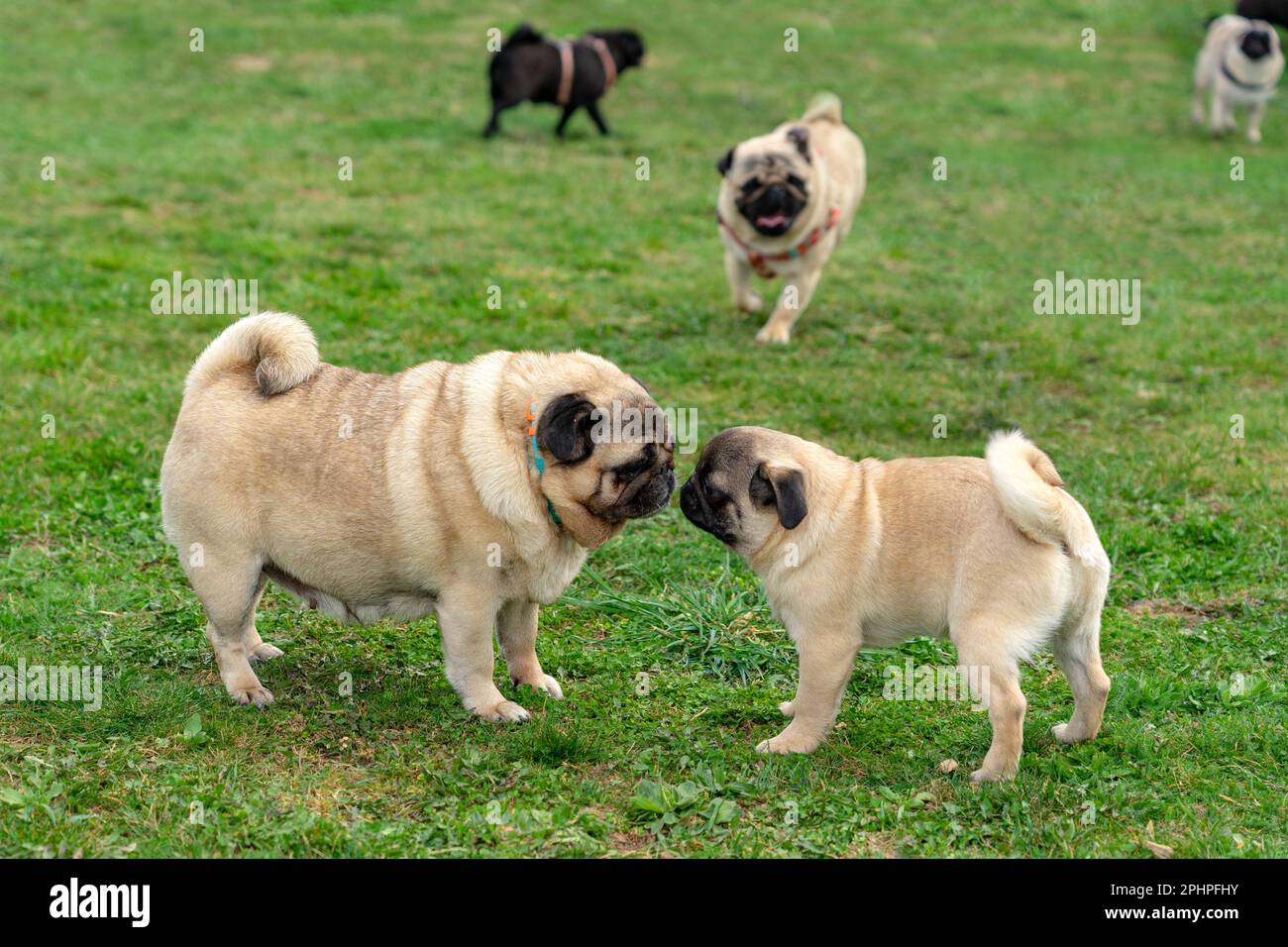 tres perros grandes de diferentes razas jugando juntos en el parque de  perros Fotografía de stock - Alamy
