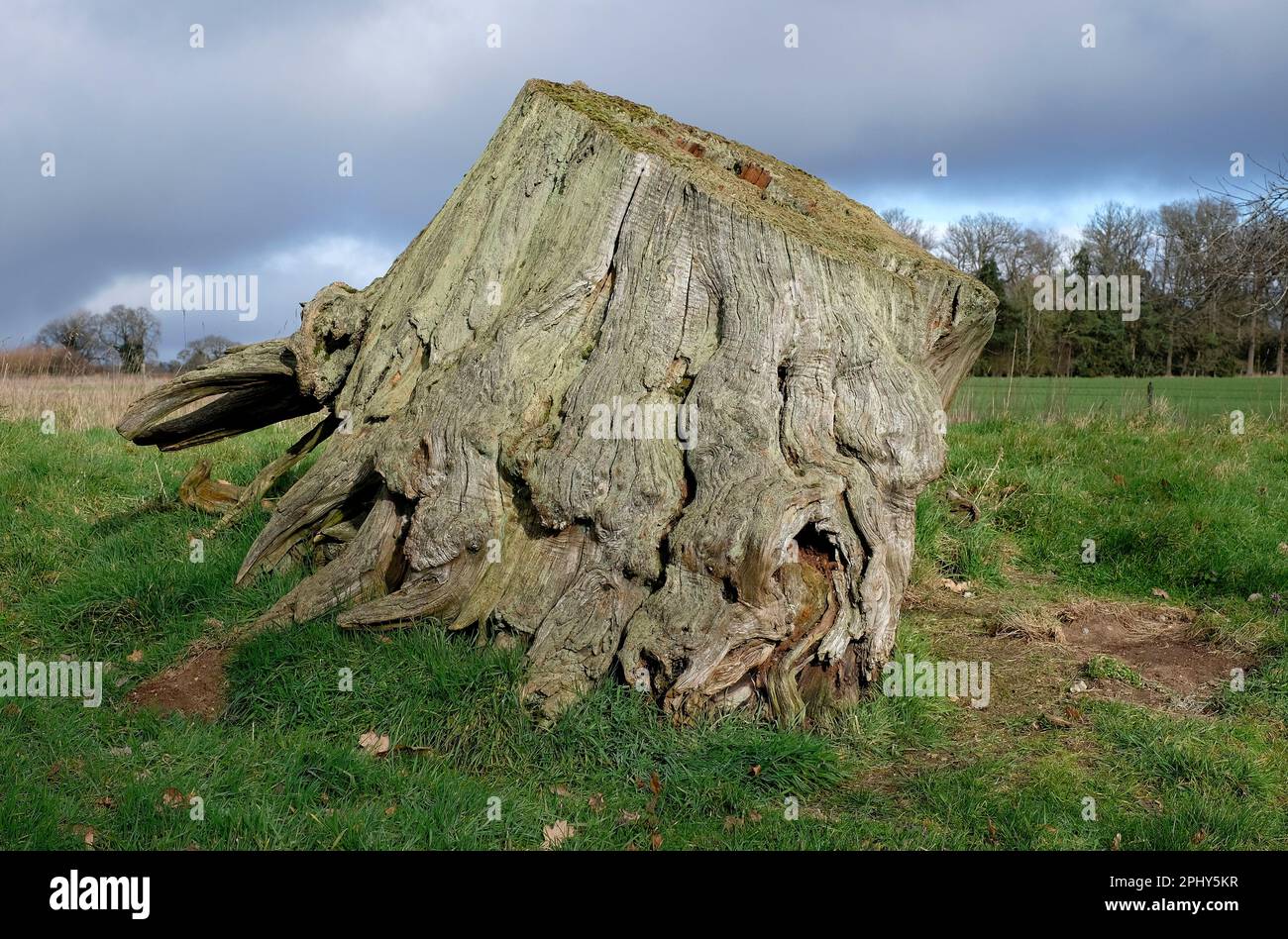 viejo tronco de árbol retorcido en el campo, norfolk, inglaterra Foto de stock
