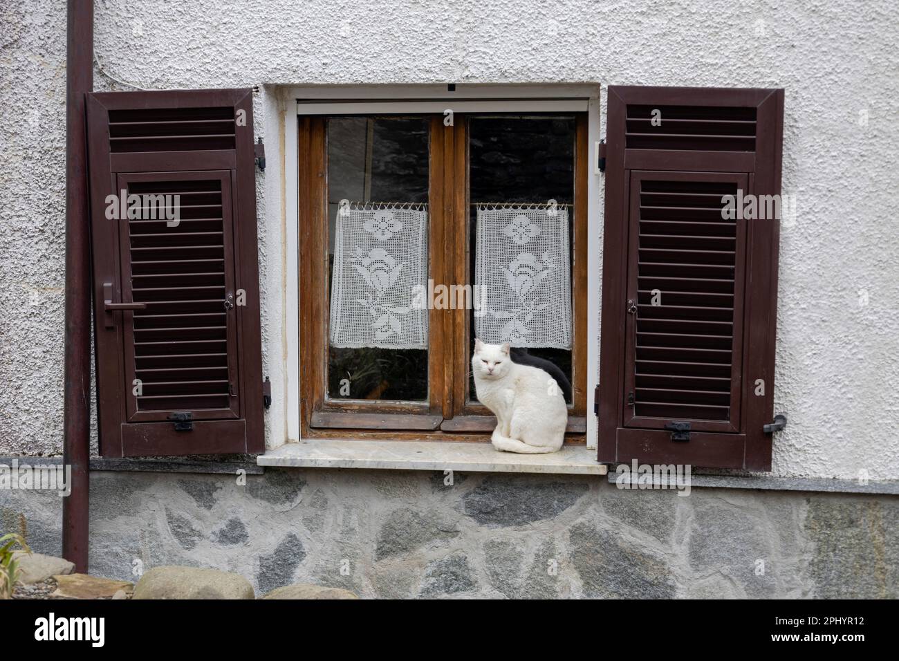 Hermoso gato blanco se sienta en la ventana al aire libre Foto de stock