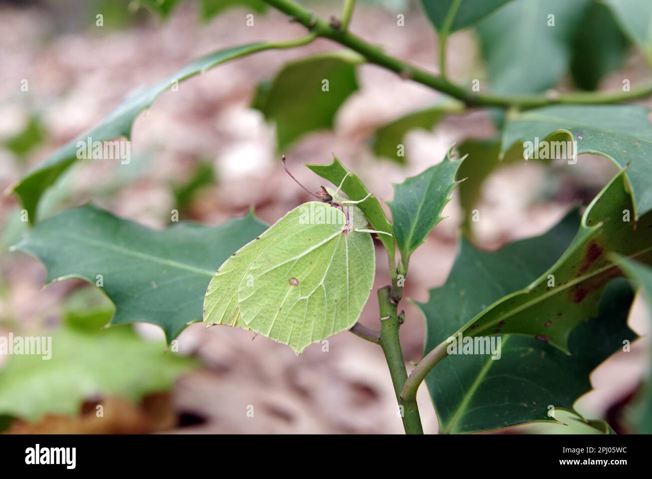Azufre (Gonepteryx rhamni), hembra, mariposa, hojas, exterior, Primavera, Alemania, Una mariposa de limón hembra se sienta con las alas cerradas en una hoja verde Foto de stock