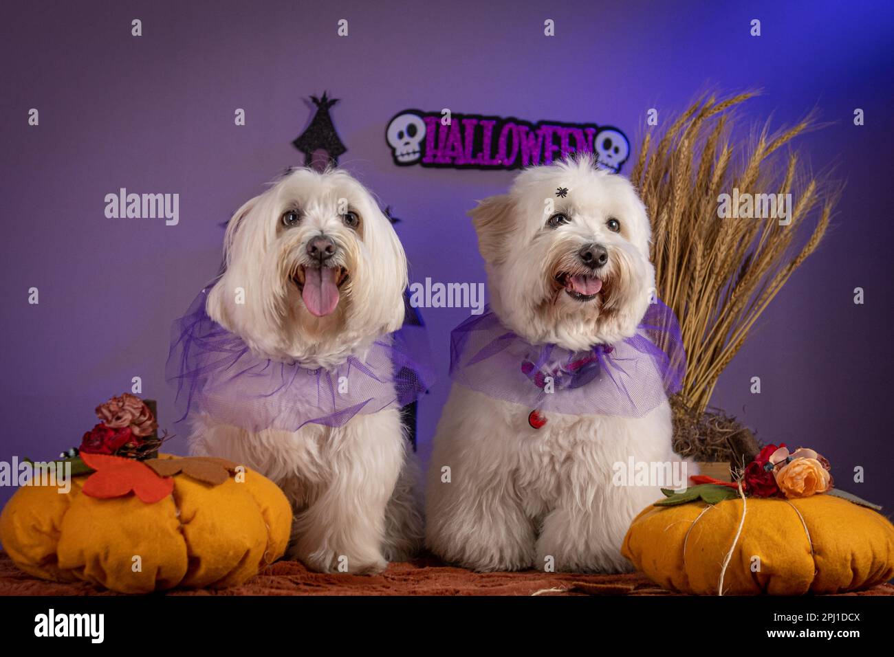 Dos adorables perritos con disfraces festivos de Halloween junto a  calabazas Fotografía de stock - Alamy