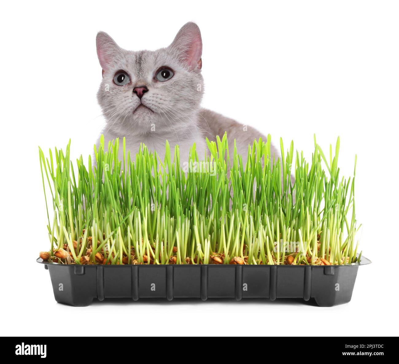 Gato adorable y contenedor de plástico con hierba verde fresca sobre fondo blanco Foto de stock