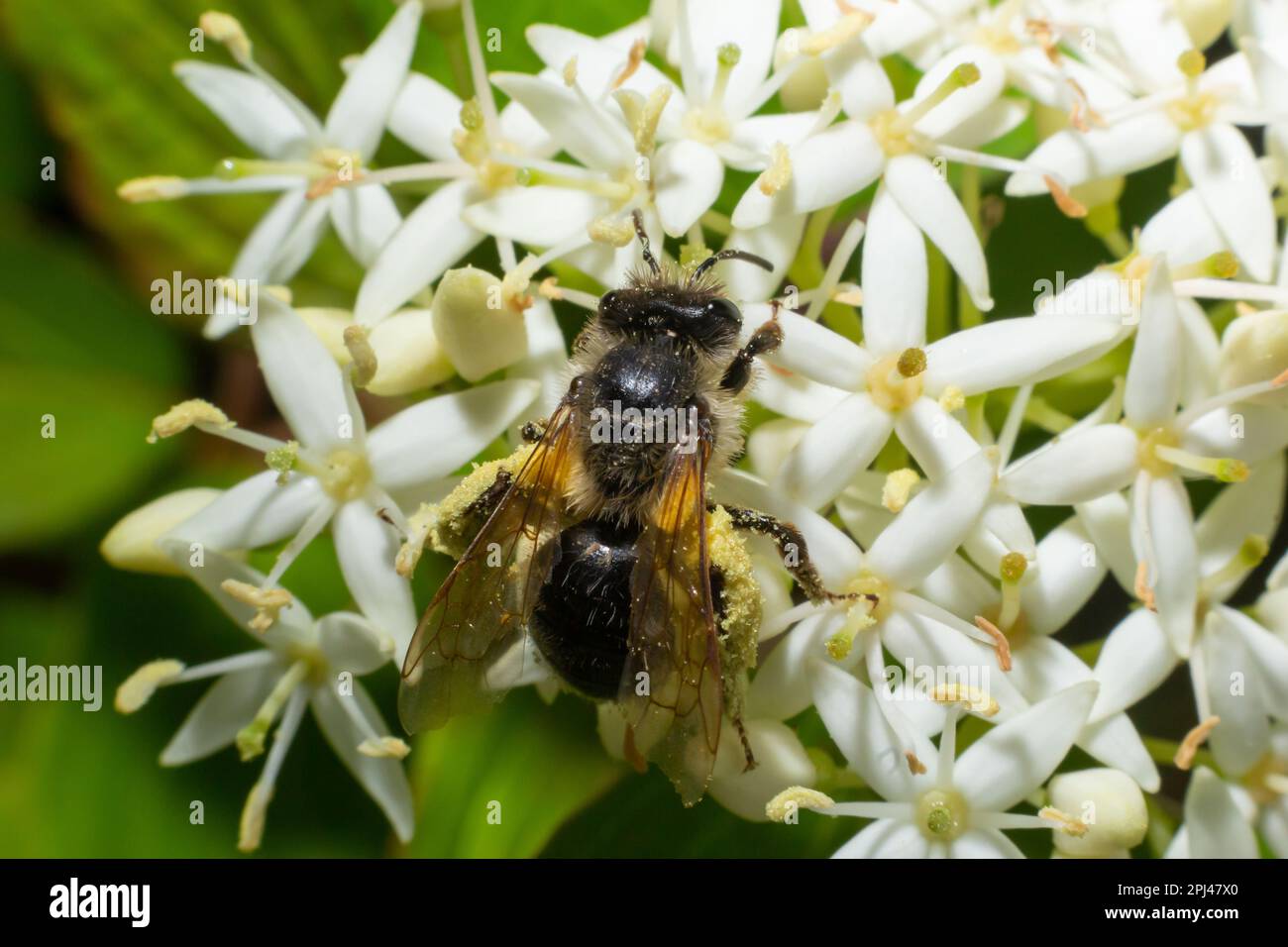 Abeja de miel con una cesta para el polen se sienta en las flores blancas Cornus alba, cortejo rojo, blanco o siberiano. Foto de stock