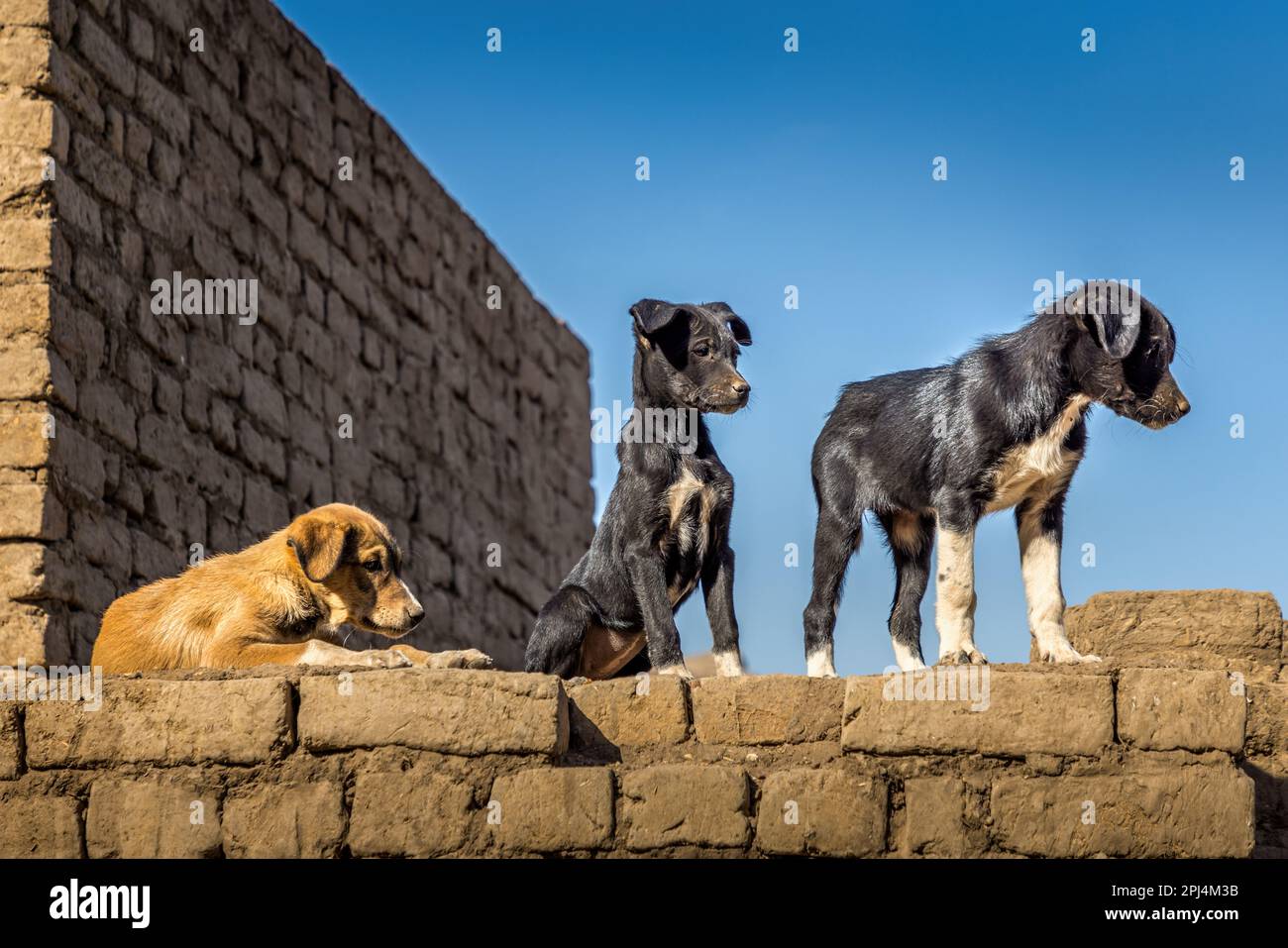 Tres lindos cachorros de perros callejeros en una pared en el templo de Edfu, Egipto Foto de stock