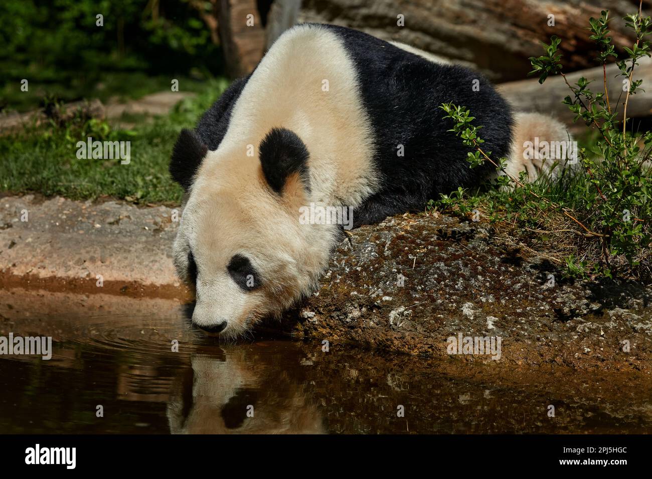 Comportamiento del oso panda en el hábitat natural. Retrato de Panda Gigante, Ailuropoda melanoleuca, alimentándose sobre el árbol de bambú en vegetación verde. Detalle del portra Foto de stock