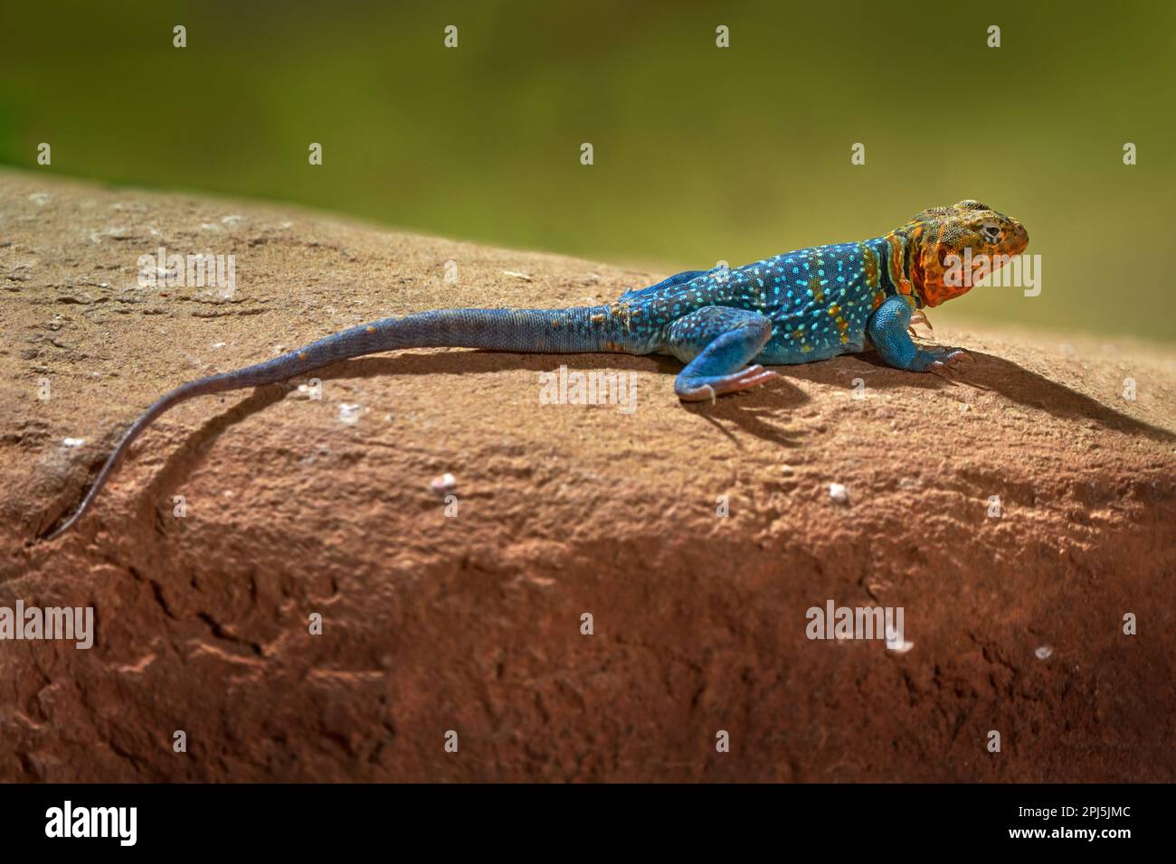 cuidado del lagarto de collar oriental