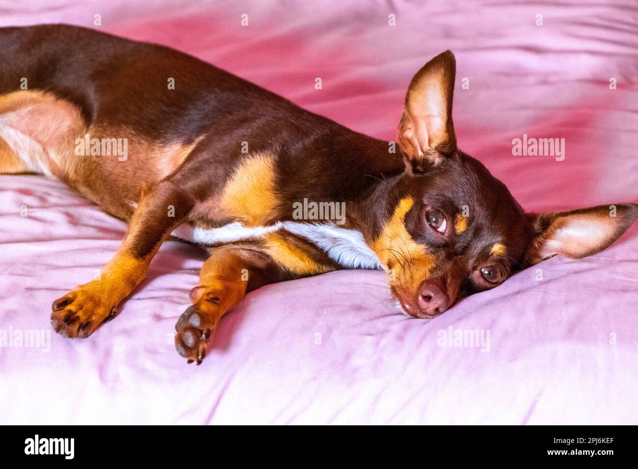 Retrato de un perro de juguete ruso marrón mexicano mientras está cansado y  duerme en el sofá cama en Playa del Carmen, México Fotografía de stock -  Alamy