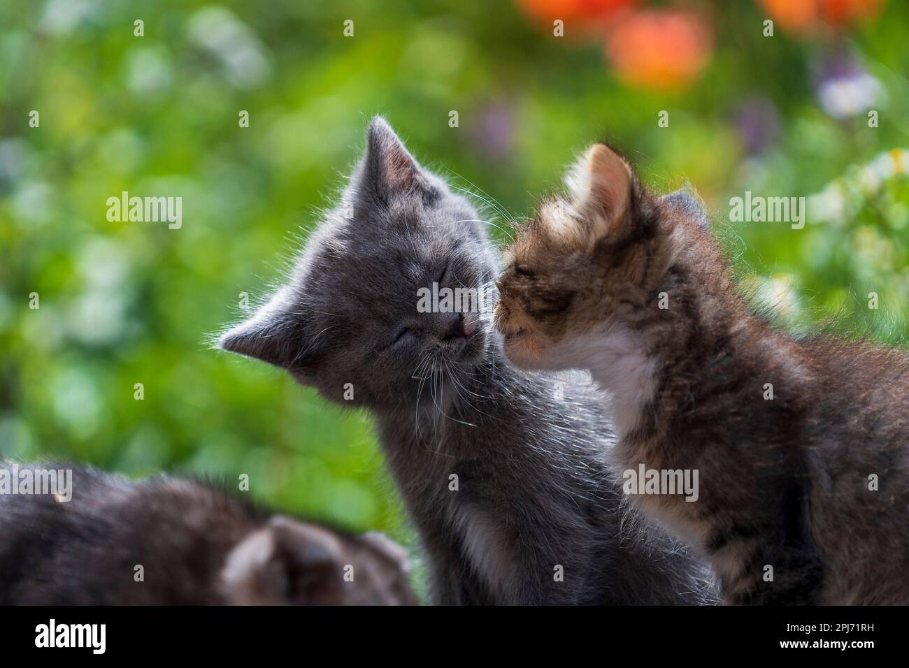 Pequeños gatitos en el jardín. Lindas y divertidas mascotas caseras. Cerrar animal doméstico. Gatito a dos meses de edad de la vida en la naturaleza, al aire libre Foto de stock