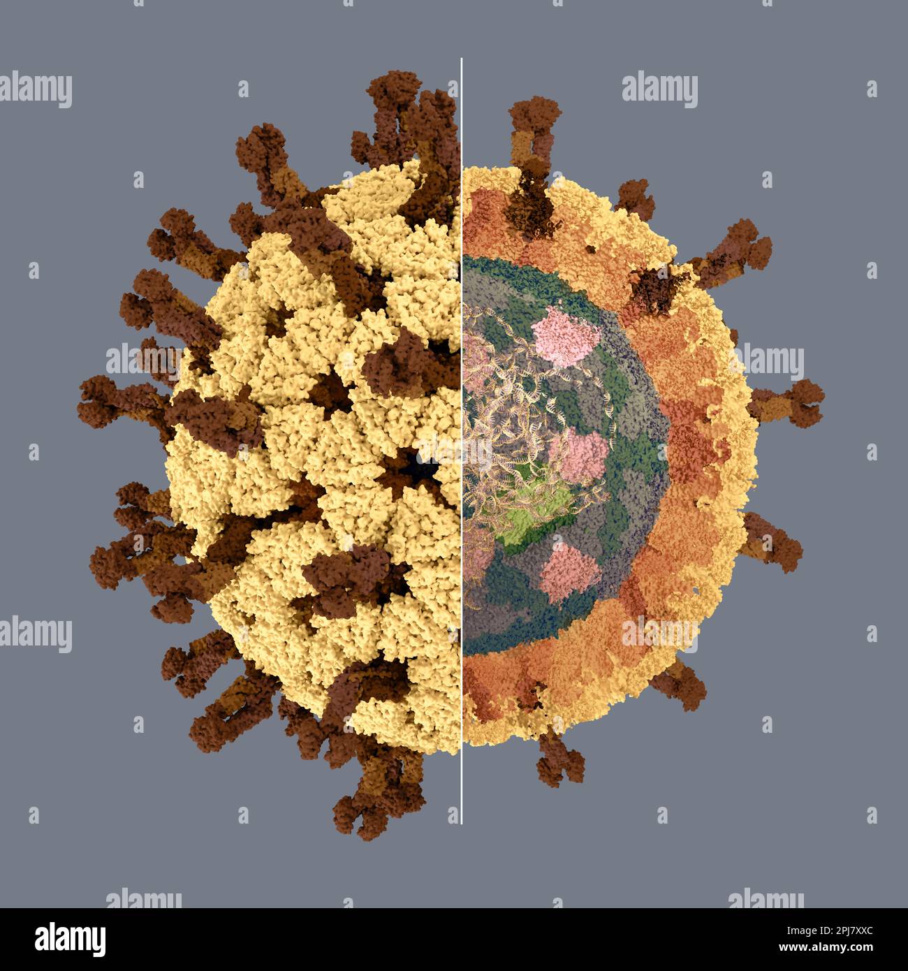 Ilustración de un rotavirus con una mitad completa y una mitad