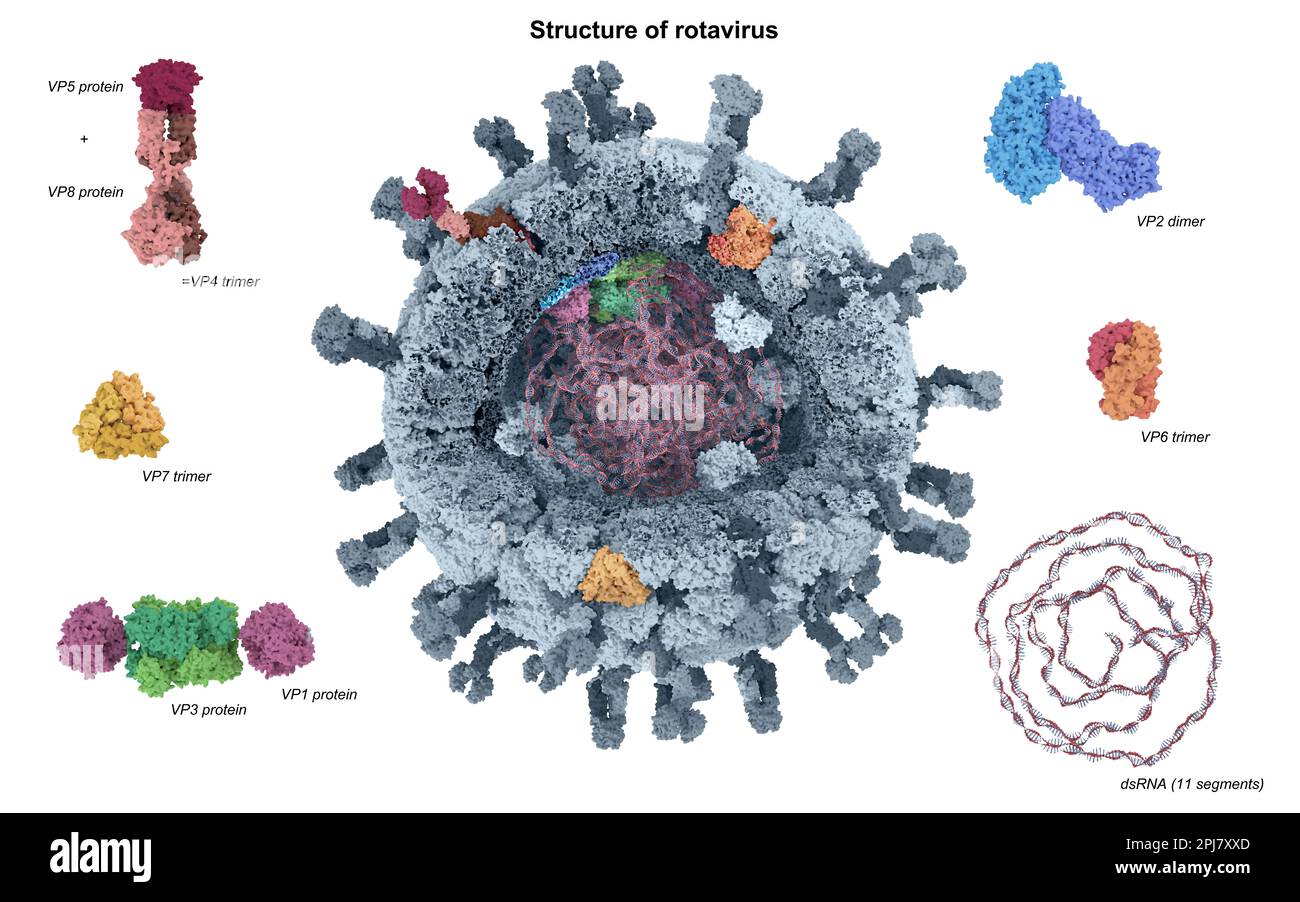Estructura del rotavirus, ilustración Fotografía de stock Alamy