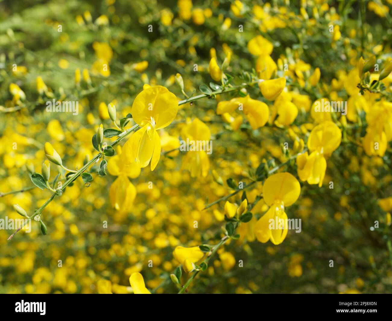 Detalle del arbusto de una escoba común en flor Foto de stock