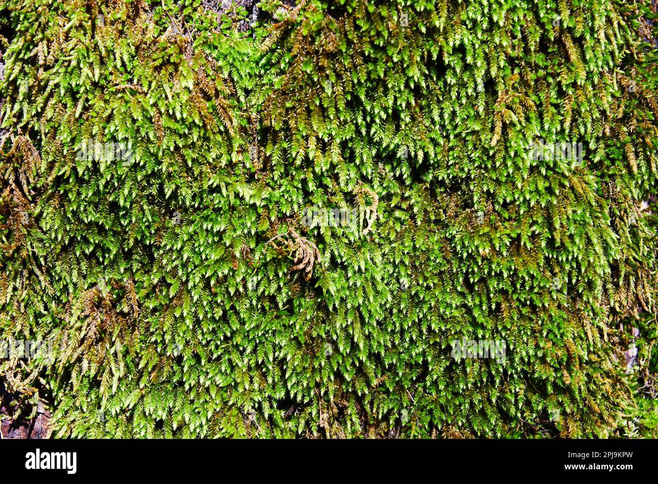 Textura de fondo de superficie de musgo verde. Naturaleza salvaje en el bosque Foto de stock