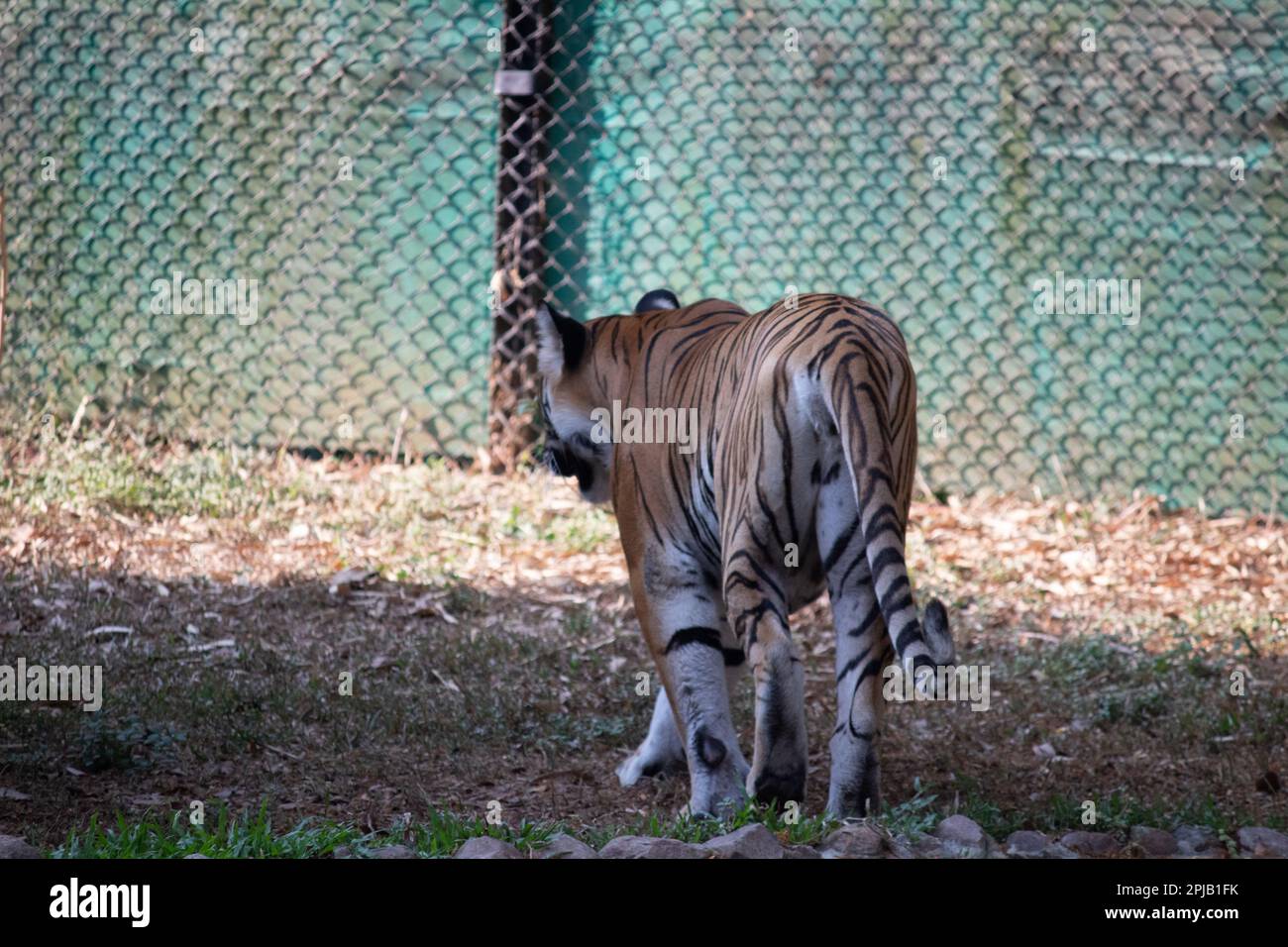 Tigre en el parque nacional Bannerghatta Bangalore de pie en el zoológico. Santuarios forestales de vida silvestre en Karnataka India Foto de stock