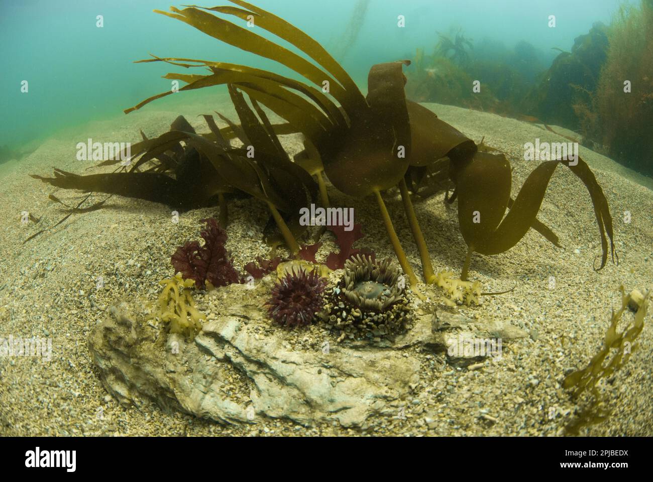 Beadlet Anemone (Actinia equina) y Jewel Anemone (Corynactis haddoni) adultos, con tentáculos extendidos, con Kelp (Laminaria spec.) en el fondo marino Foto de stock