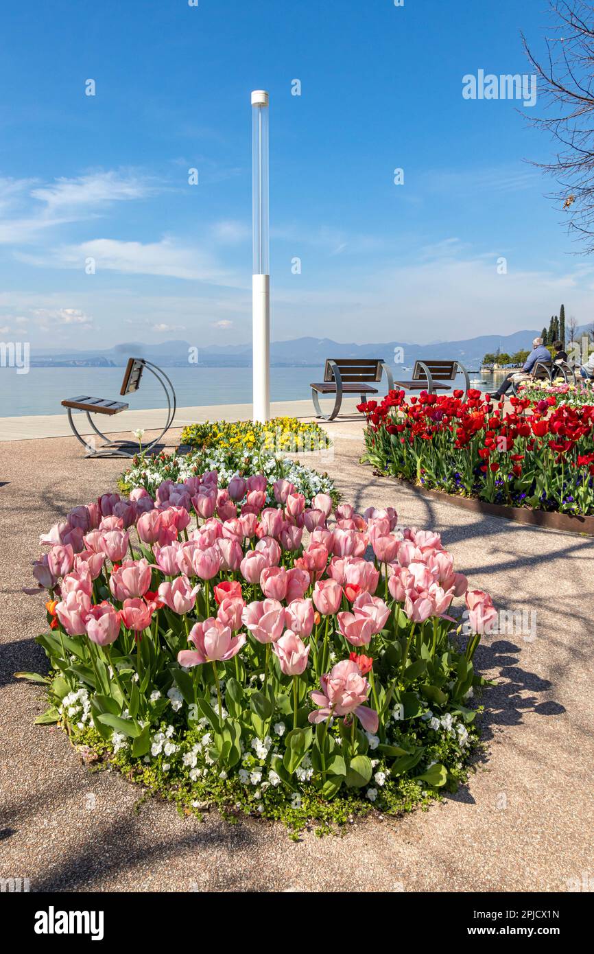 Bardolino, Lago de Garda, Italia - 29 de marzo de 2023 Personas disfrutando de tulipanes floreciendo en primavera en el paseo junto al lago cerca del puerto de Bardolino Foto de stock