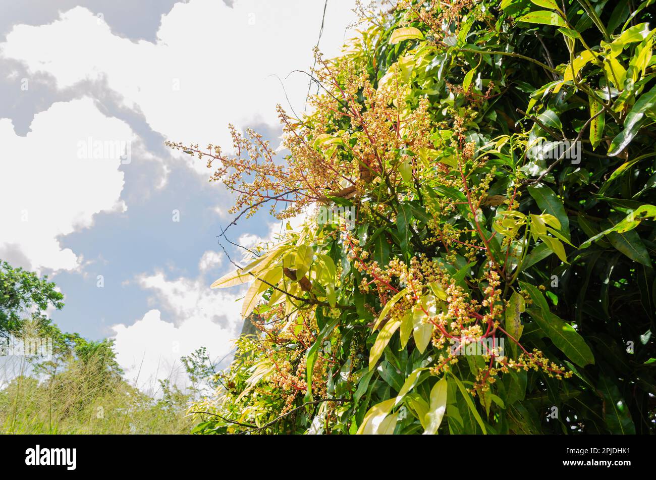 Flores del árbol de mango Foto de stock