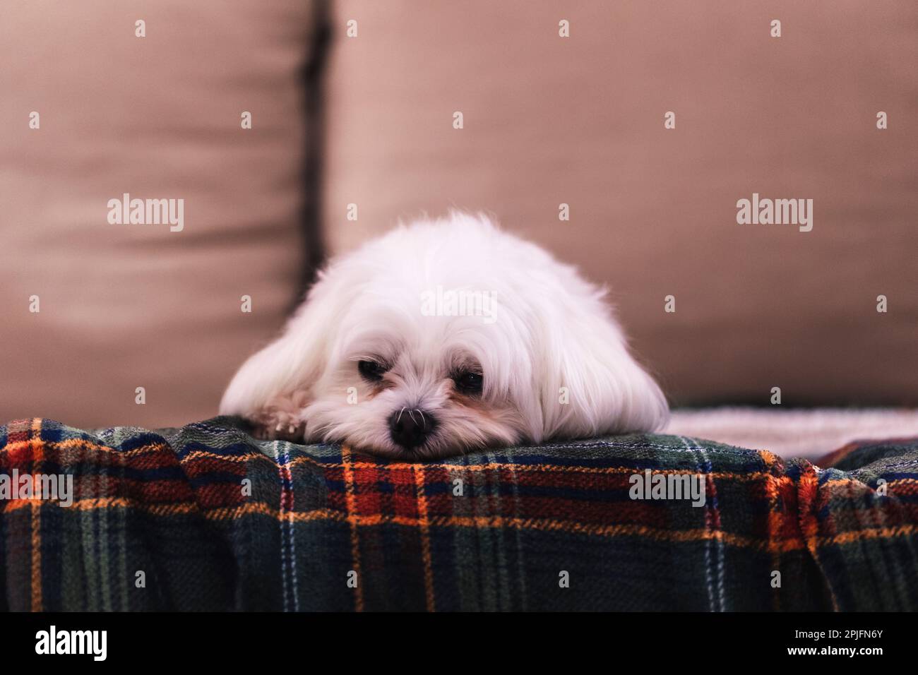 Un retrato de un pequeño perro boomer blanco lindo acostado en un sofá en una manta acogedora. El animal doméstico apenas está despierto, pero sigue mirando a su alrededor Foto de stock