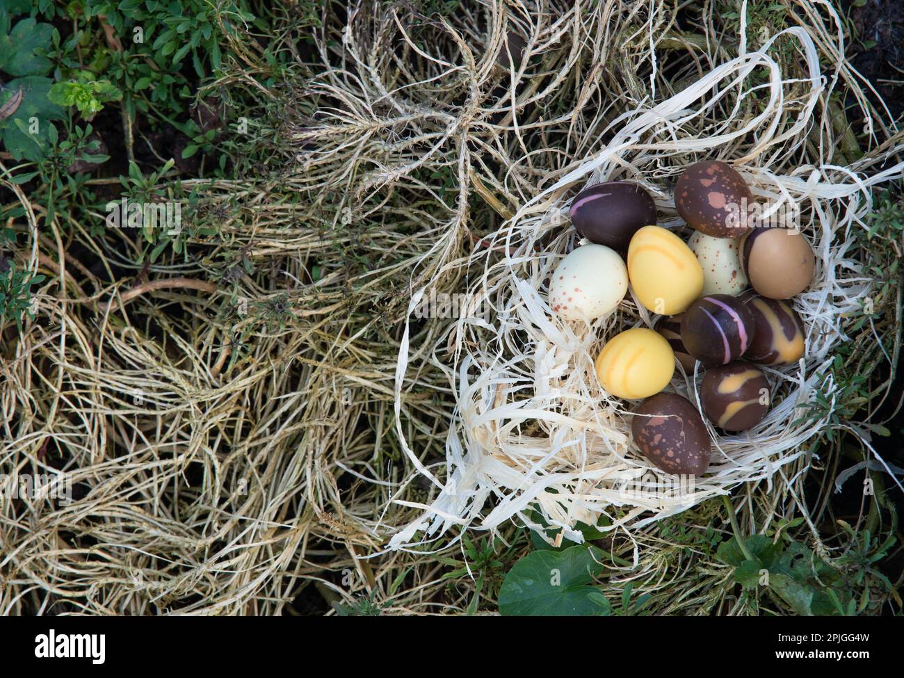 Huevos de chocolate de Pascua en el nido escondido en el jardín. Diferentes colores de la vista superior de chocolate. Foto de stock
