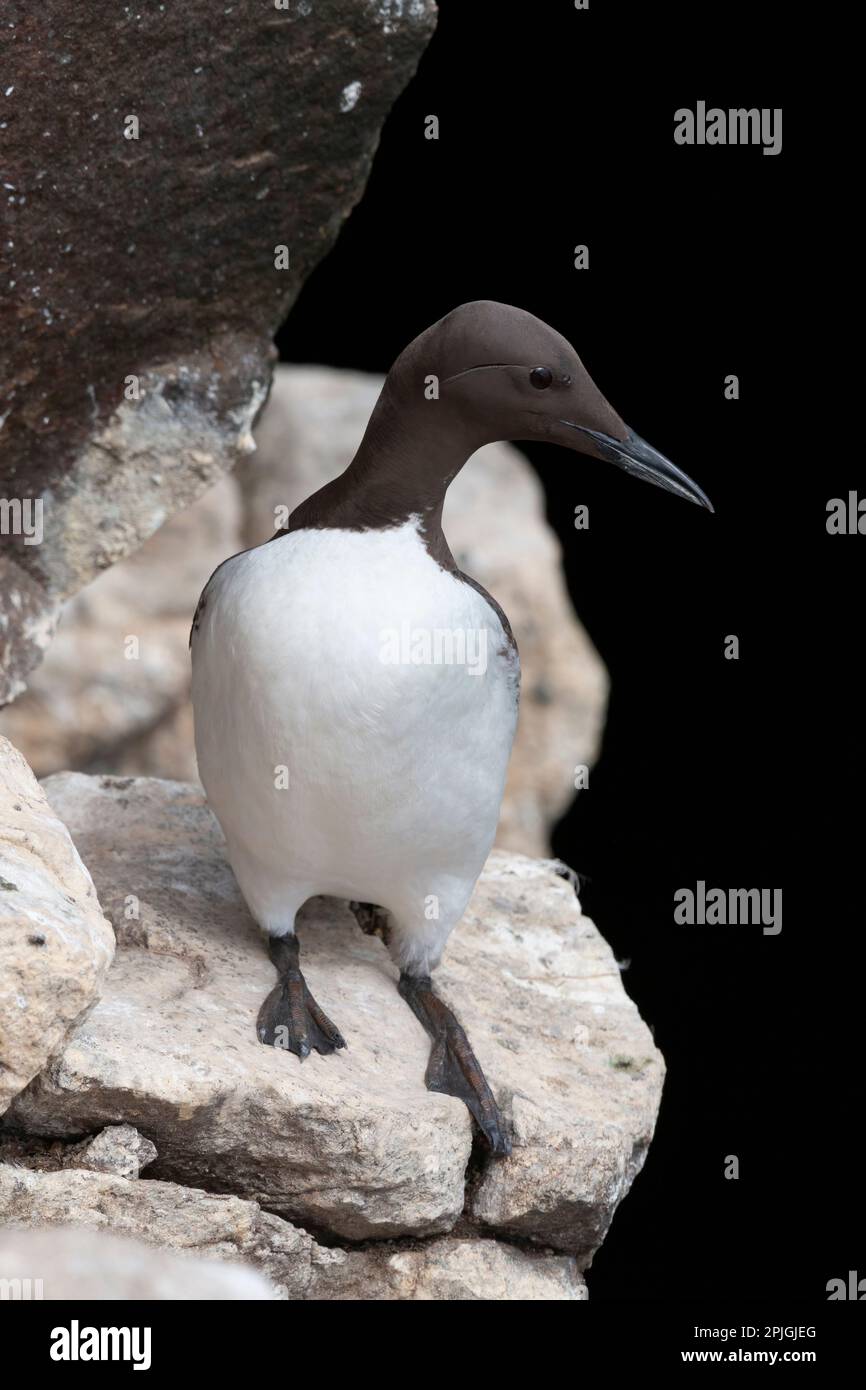 Pescadores de araos fotografías e imágenes de alta resolución Alamy