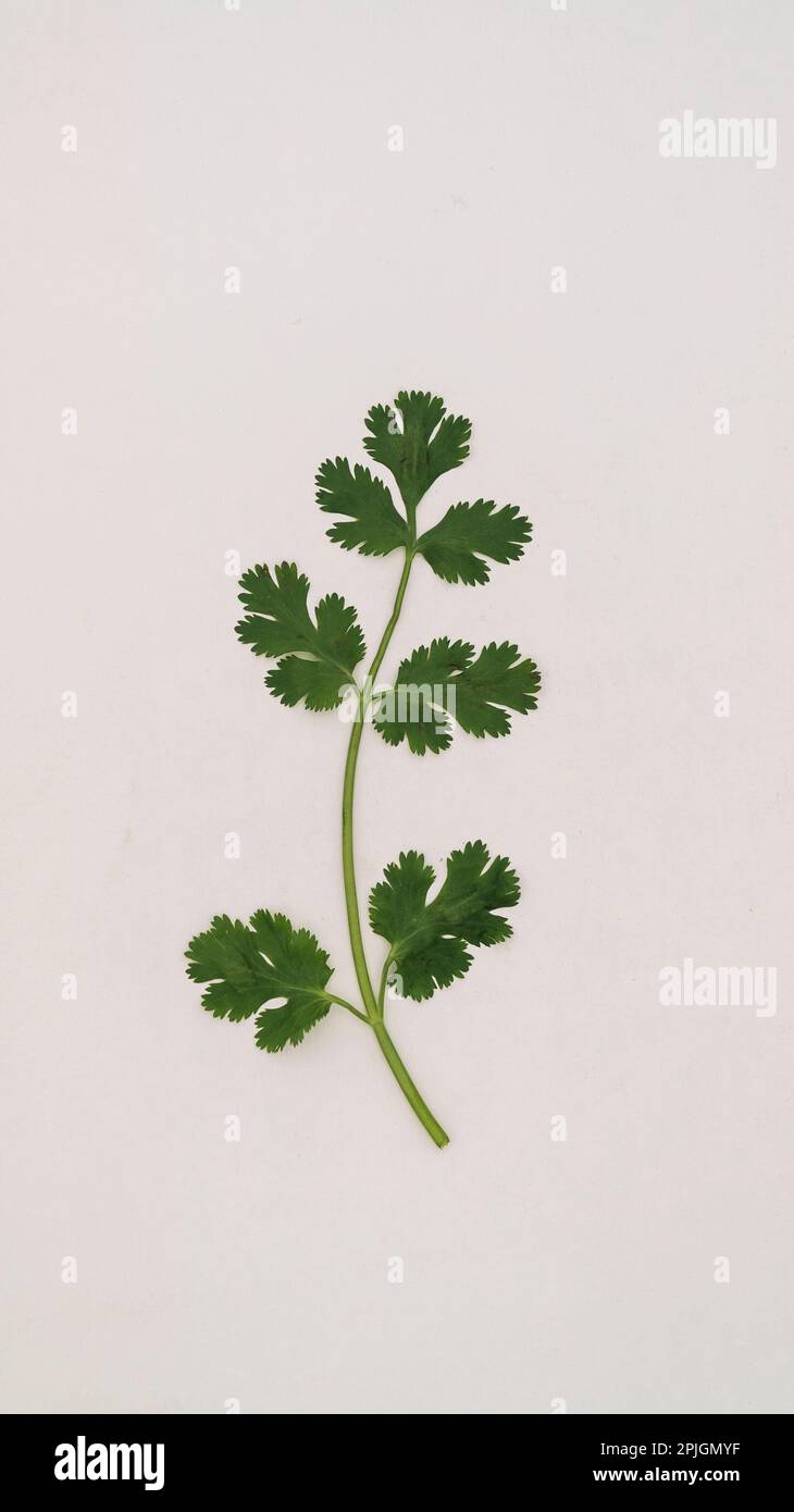 Ramas de cilantro fresco