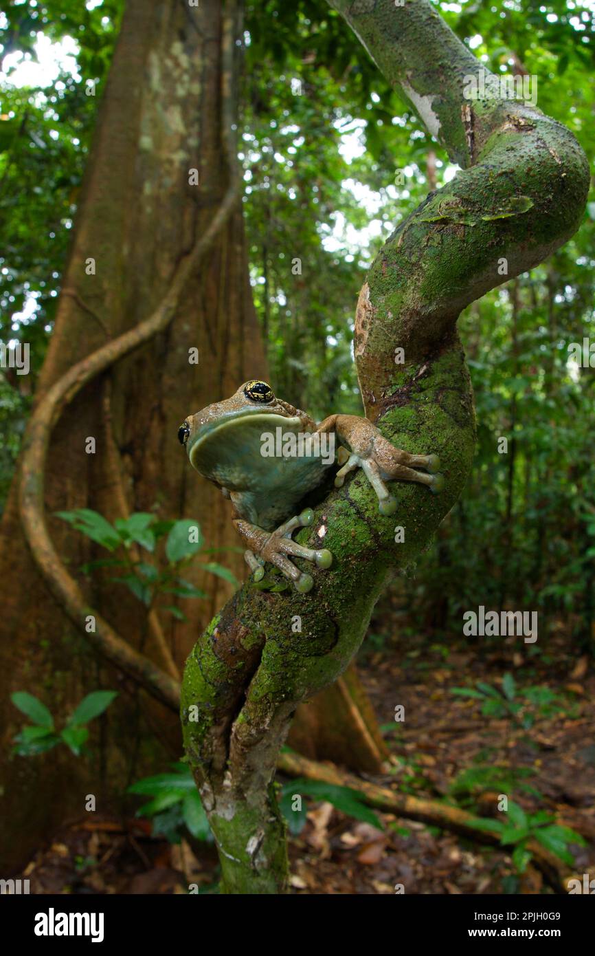 Rana venenosa del árbol, rana venenosa del árbol del sapo, ranas venenosas del árbol, ranas venenosas del árbol del sapo, ranas del árbol, anfibios, otros animales, ranas Foto de stock