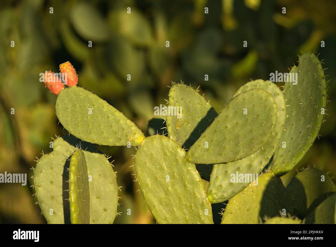 fichi d'india (opuntia ficus indica). Torregrande, Orisrano Foto de stock