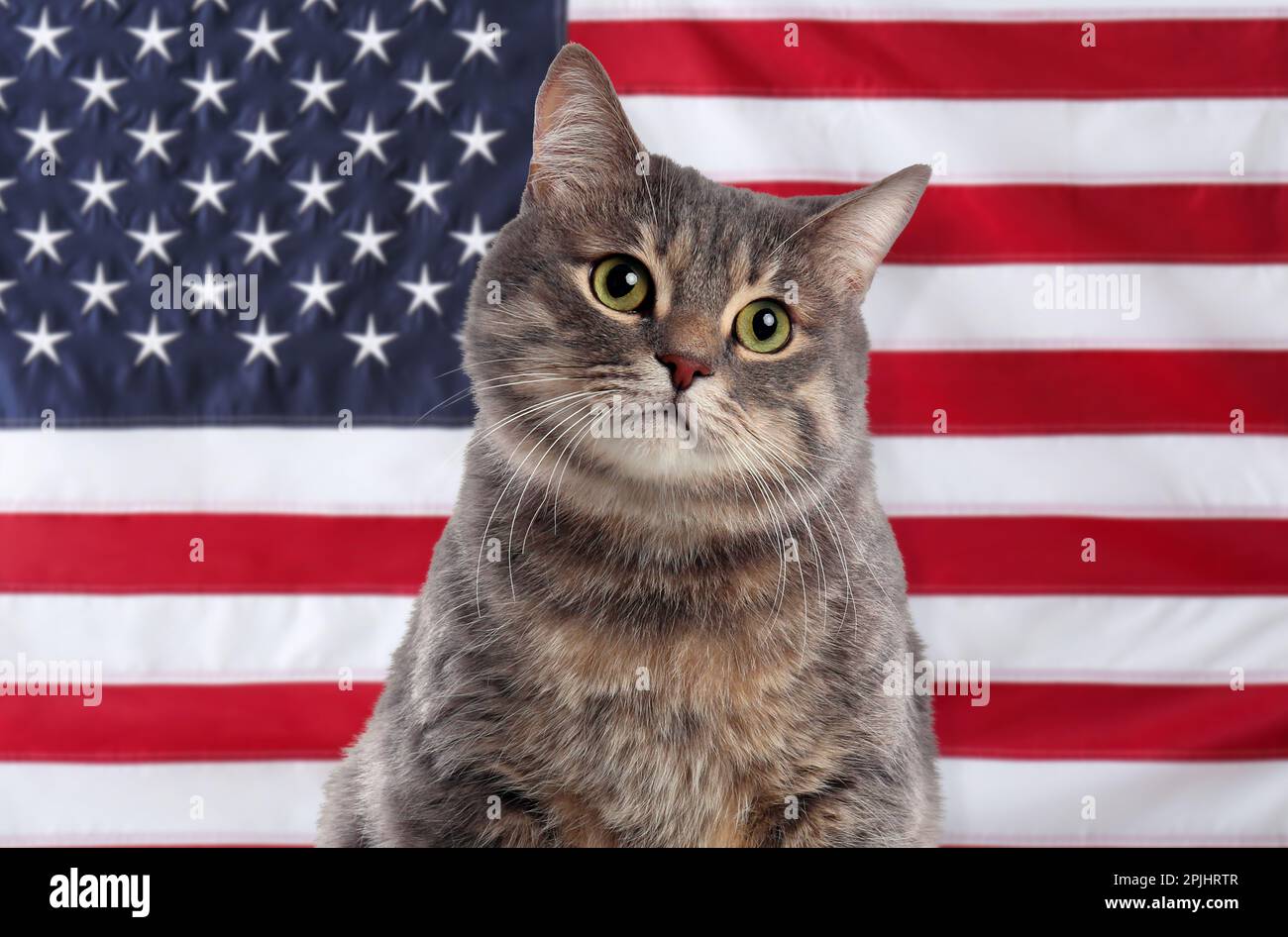 Gato lindo contra la bandera nacional de Estados Unidos de América  Fotografía de stock - Alamy
