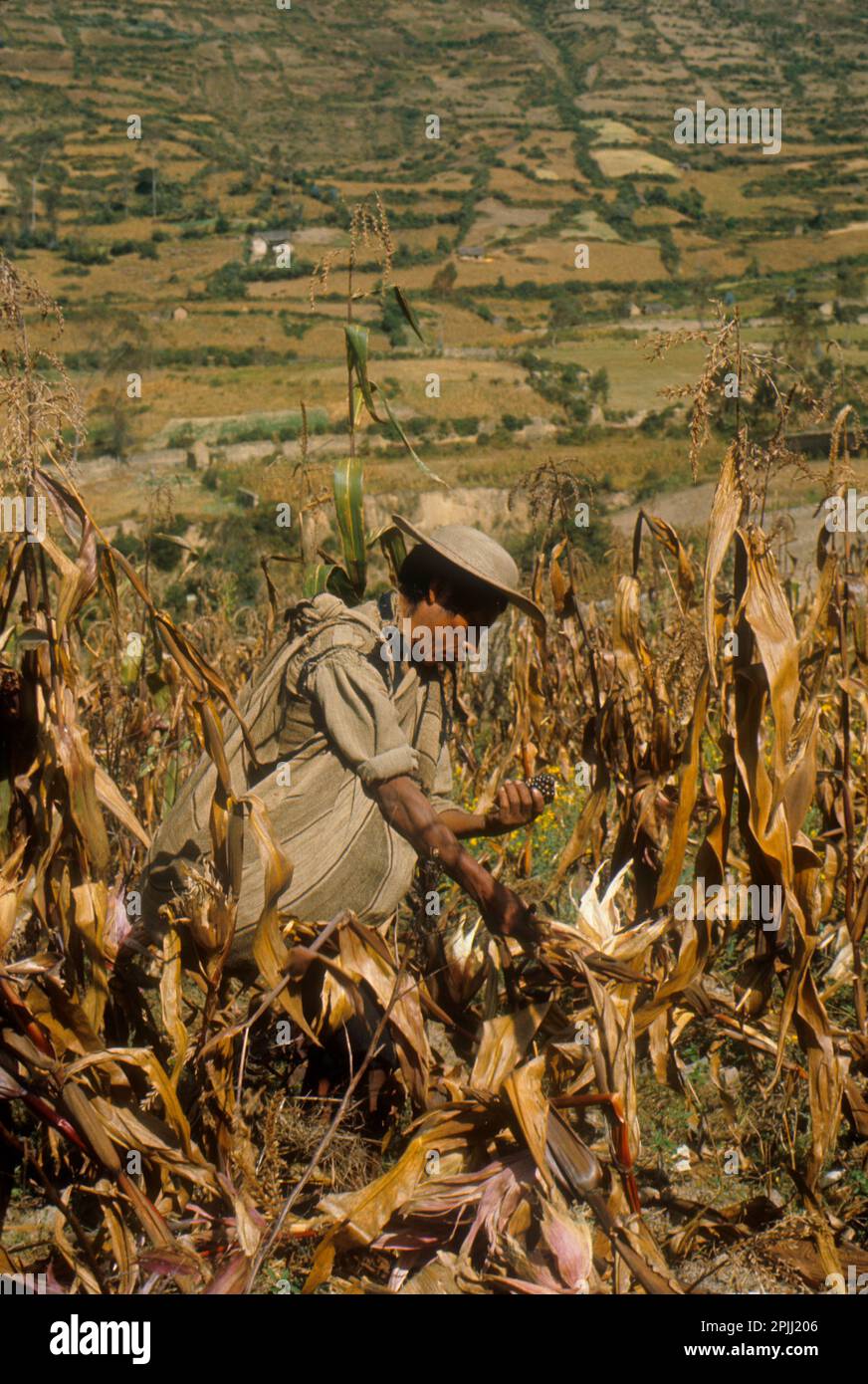 Hombre indio quechua cosechando maize.in una aldea de Ayata, un pueblo ...