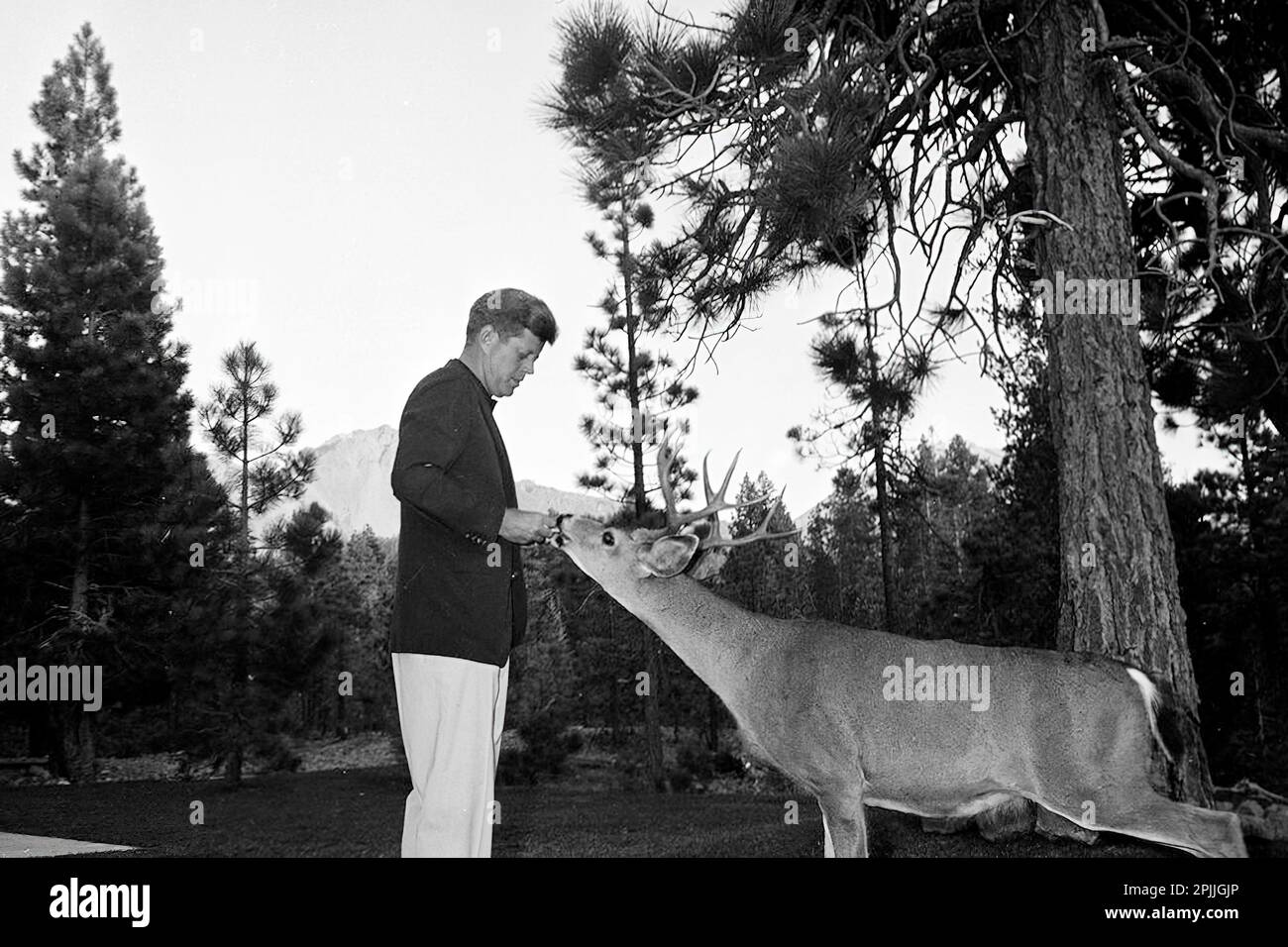 ST-441A-4-63 27 de septiembre de 1963 Tour de Conservación de los Estados Occidentales: California, Parque Nacional Volcánico Lassen: El Presidente Kennedy alimenta a los ciervos Por favor, crédito 'Cecil Stoughton. Fotografías de la Casa Blanca. Biblioteca y Museo Presidencial John F. Kennedy, Boston Foto de stock