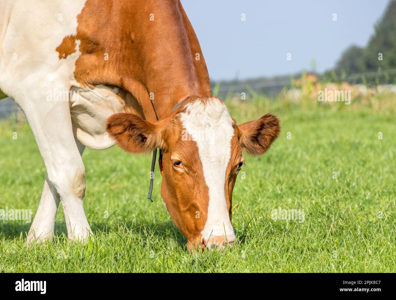 Cara de vaca pastando, cerca comiendo hojas de hierba, rojo y blanco, en un pasto verde, cerca de una cabeza, abajo Foto de stock